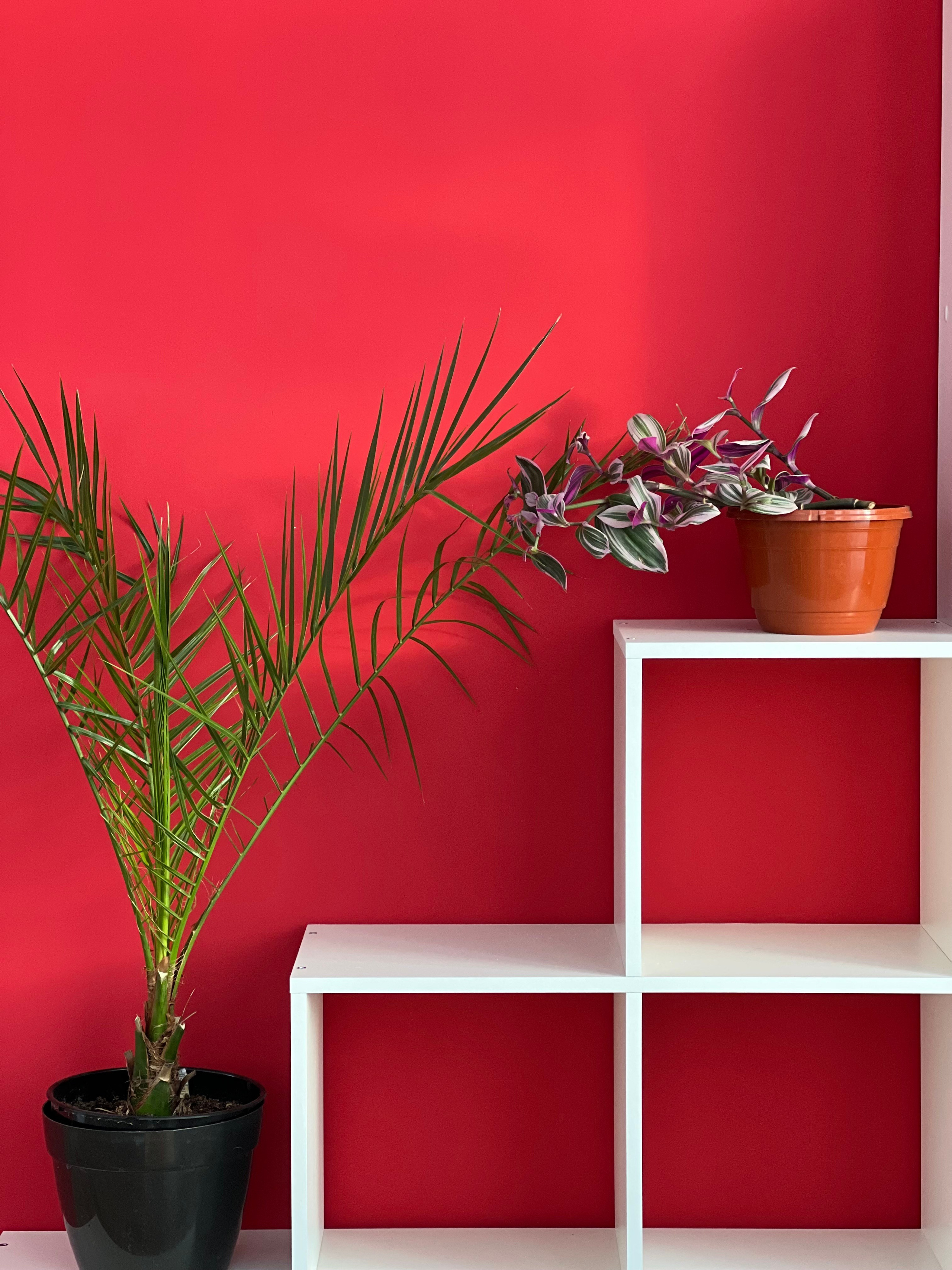 Зал Красный. Выпускные альбомы Нефтекамск