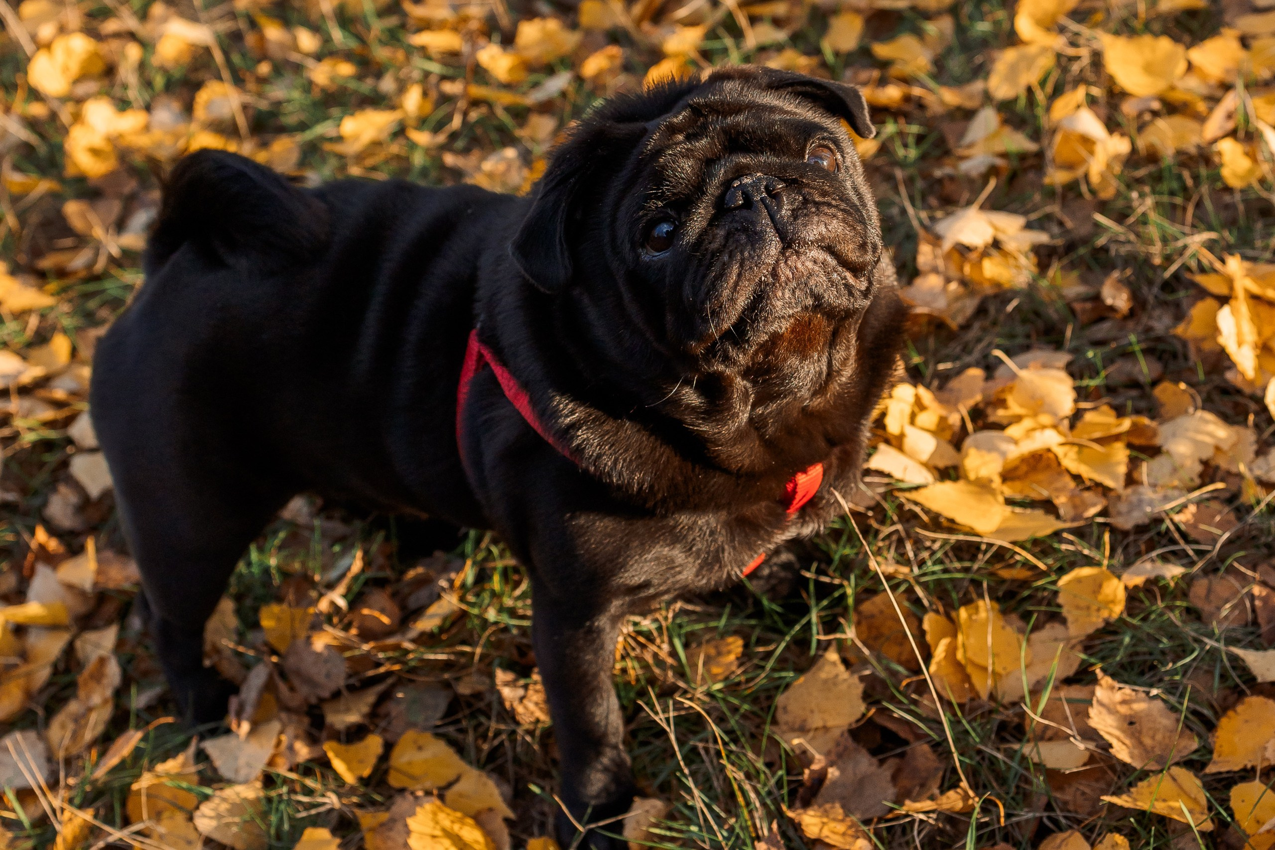 Анна и Мартин
