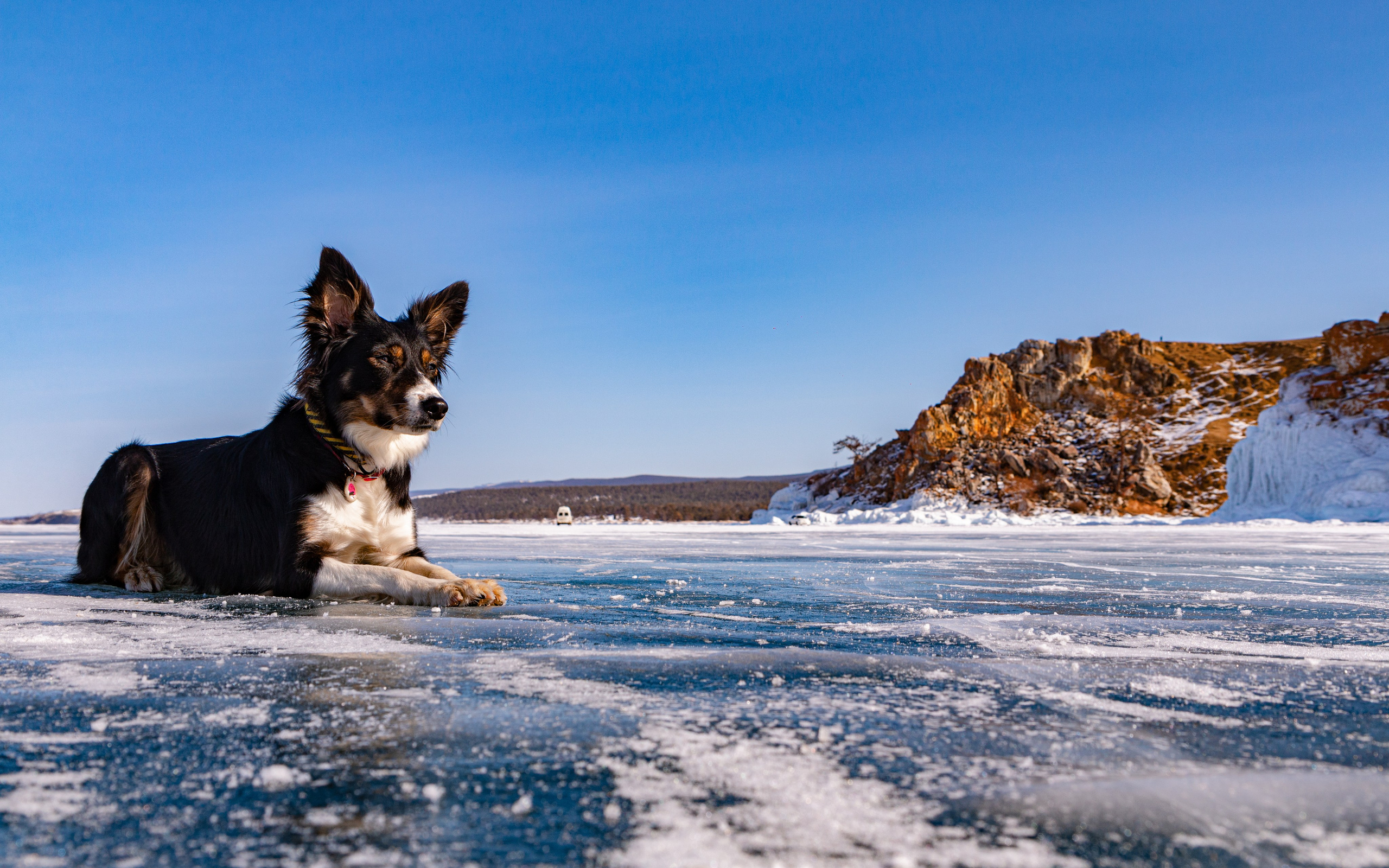 Фотосъёмка животных. Предметный и репортажный фотограф Алексей Кротов