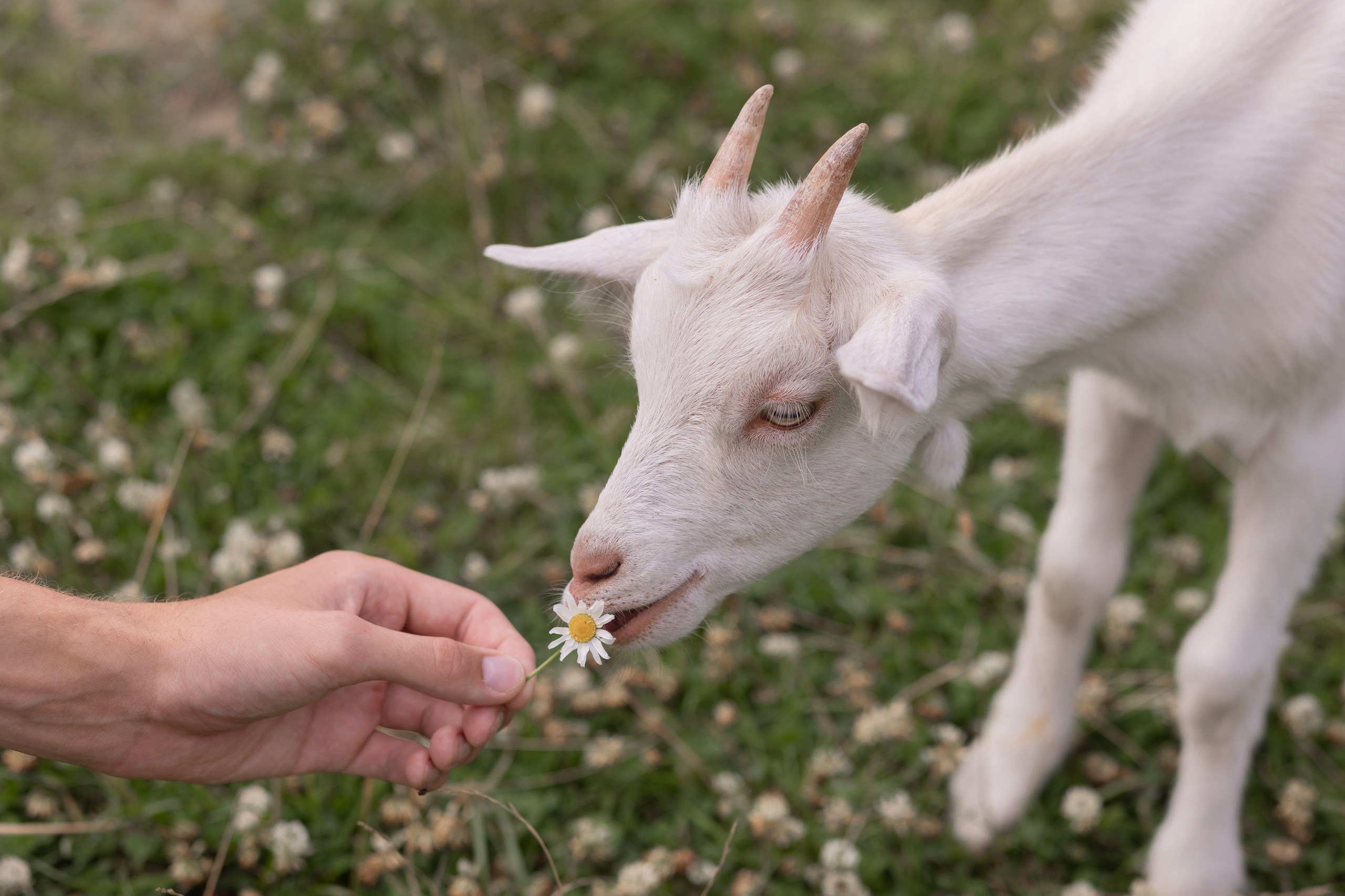 LoveStory. Свадебный фотограф Наталья Молявина