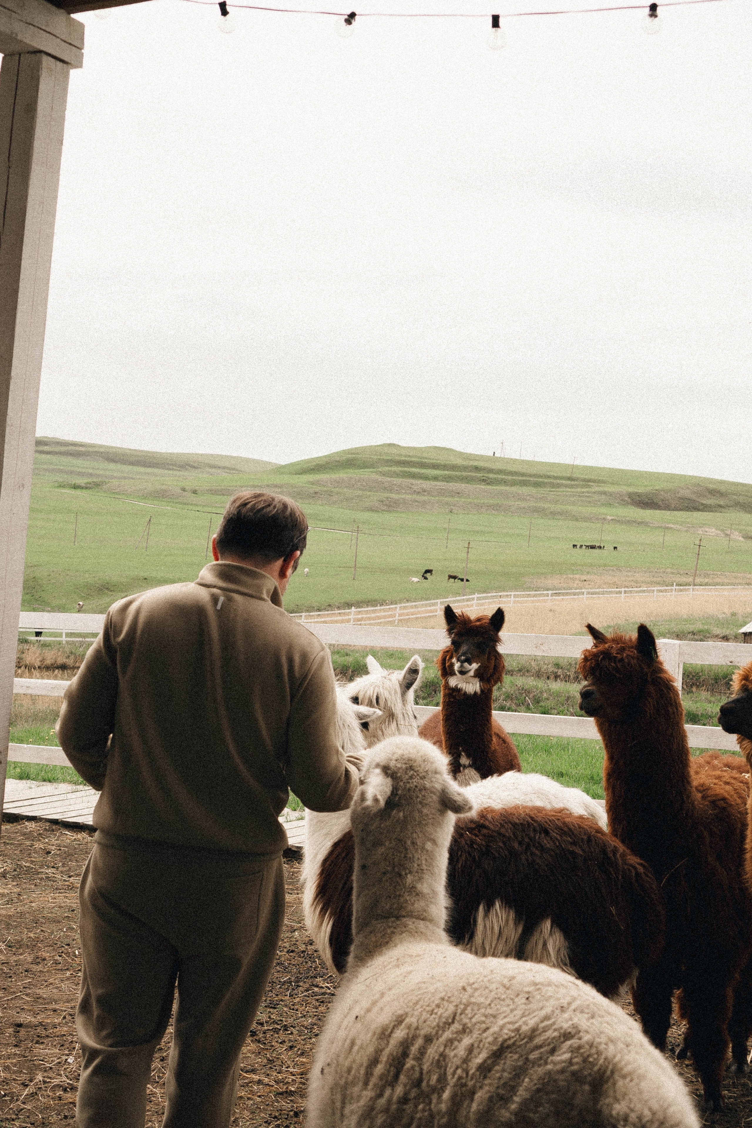 Ферма Альпак. Профессиональный фотограф, Санкт-Петербург — Виктория Богомолова