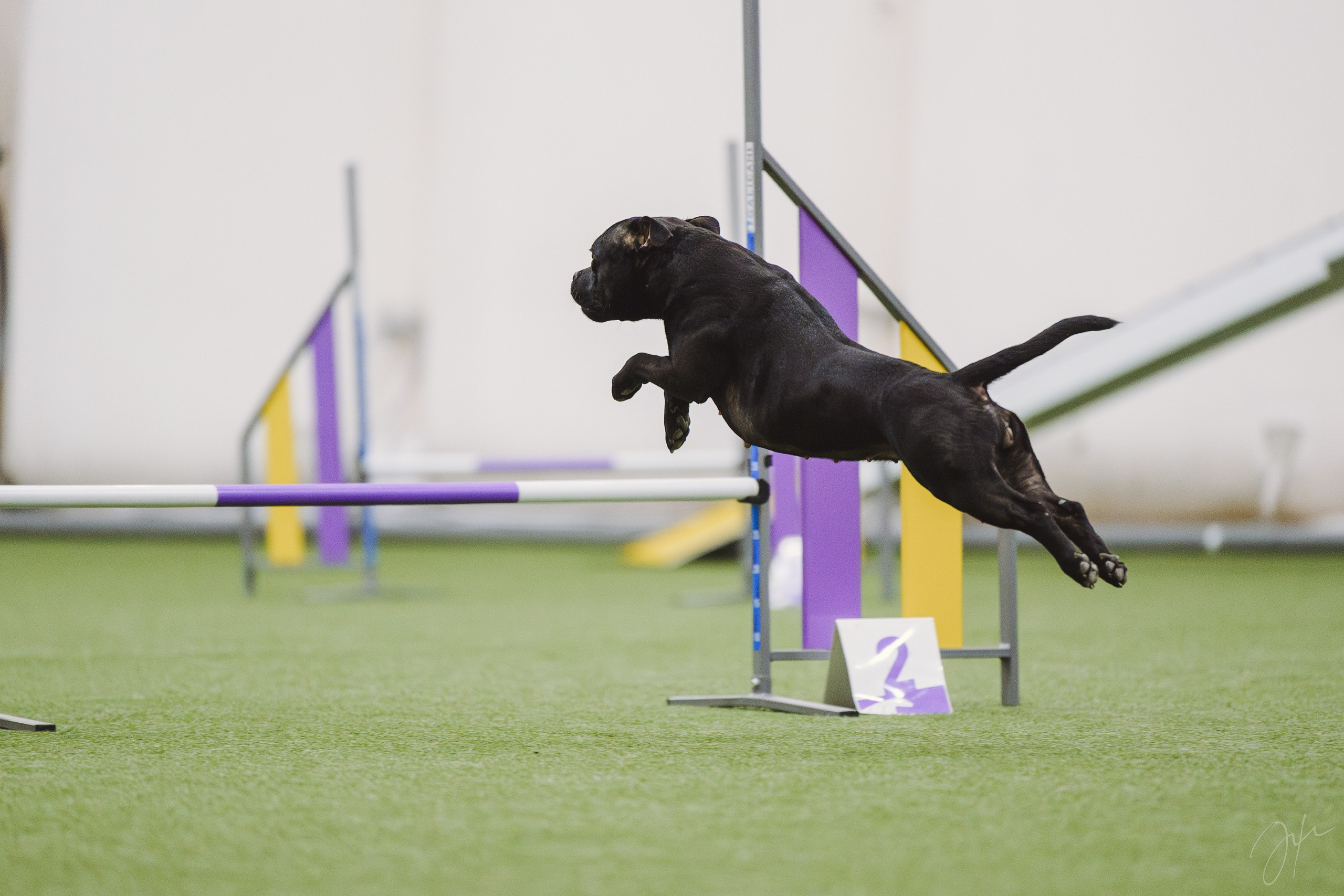 Тсахик. BLGKV питомник собак