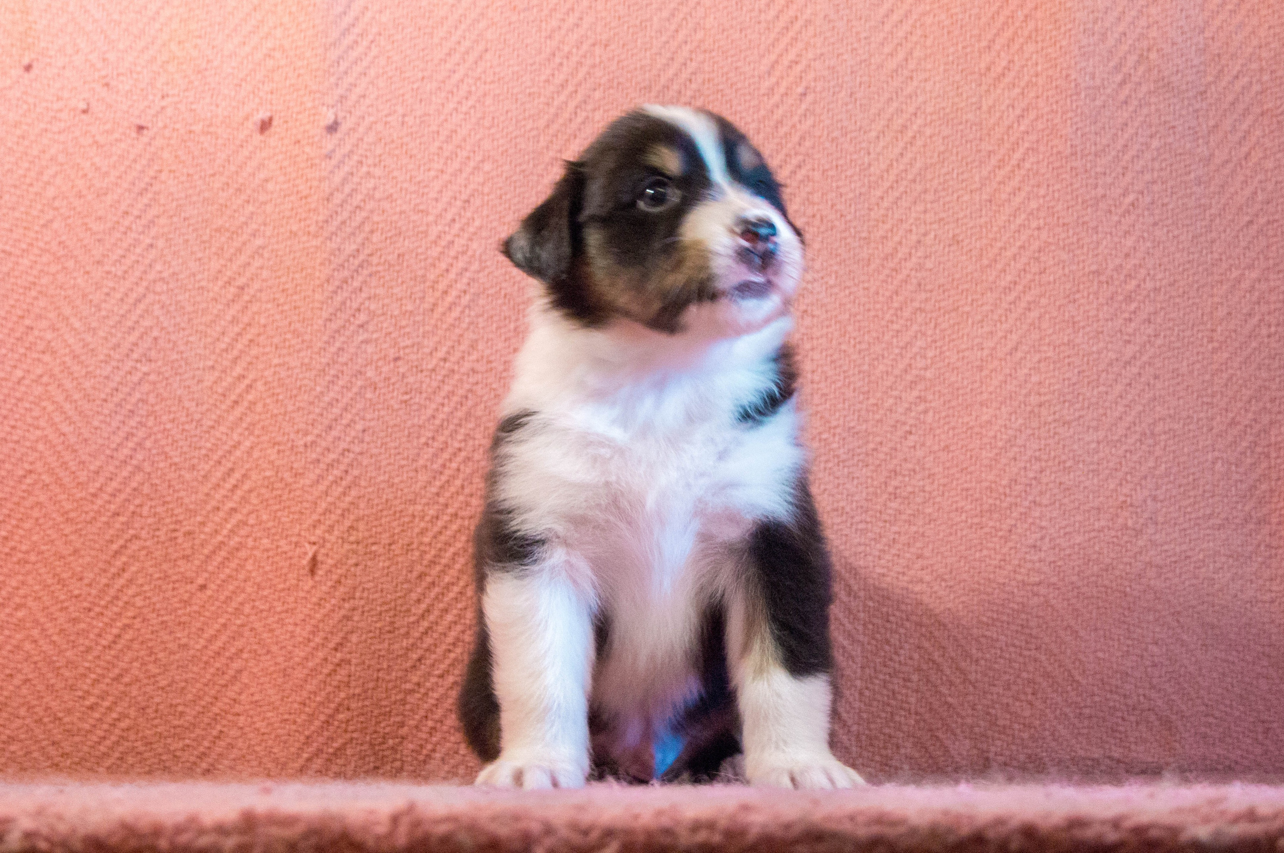 Рем. BLGKV питомник собак