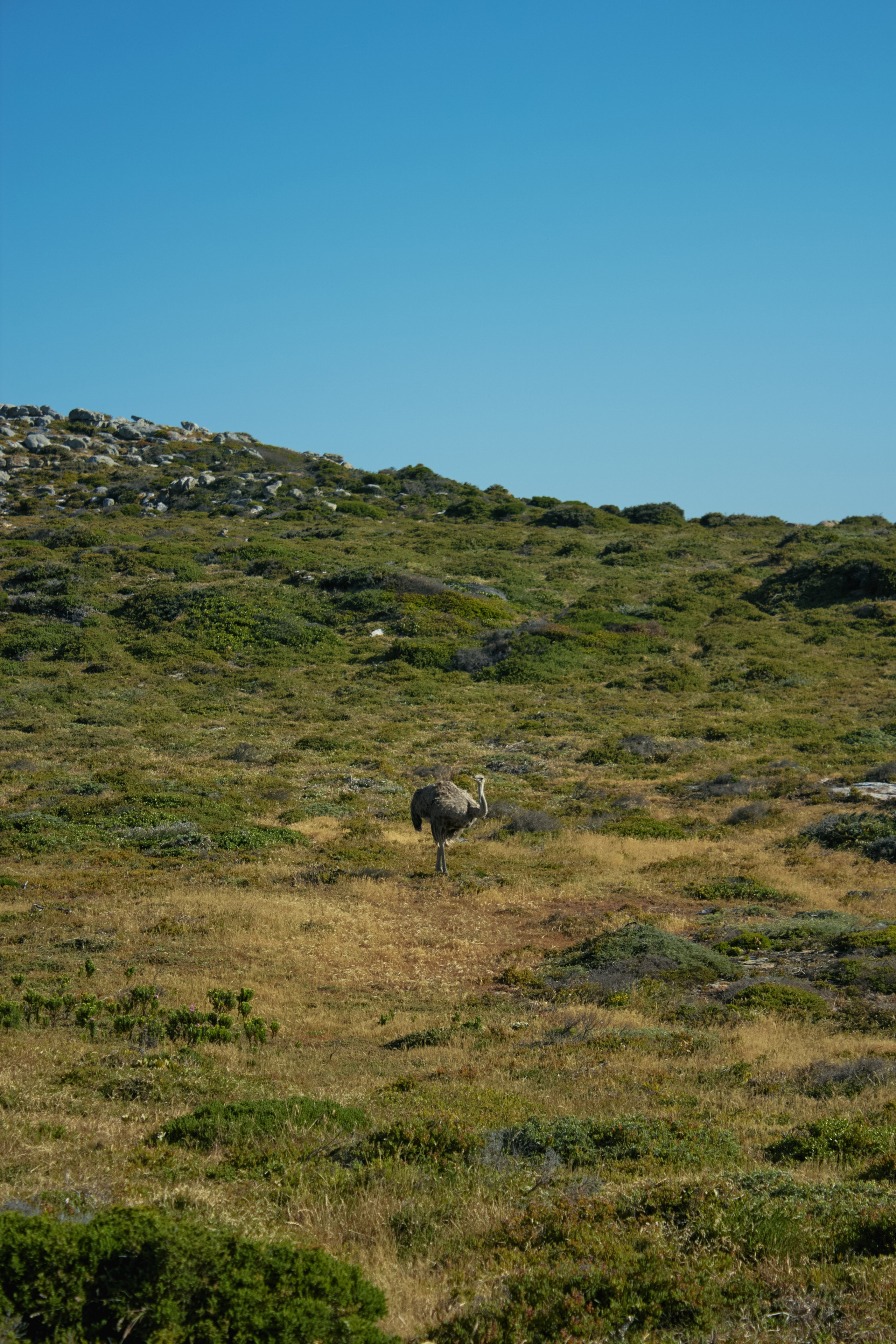 ЮАР. Профессиональный Фотограф во Владимире, в Москве и в Суздале — Полина Романычева