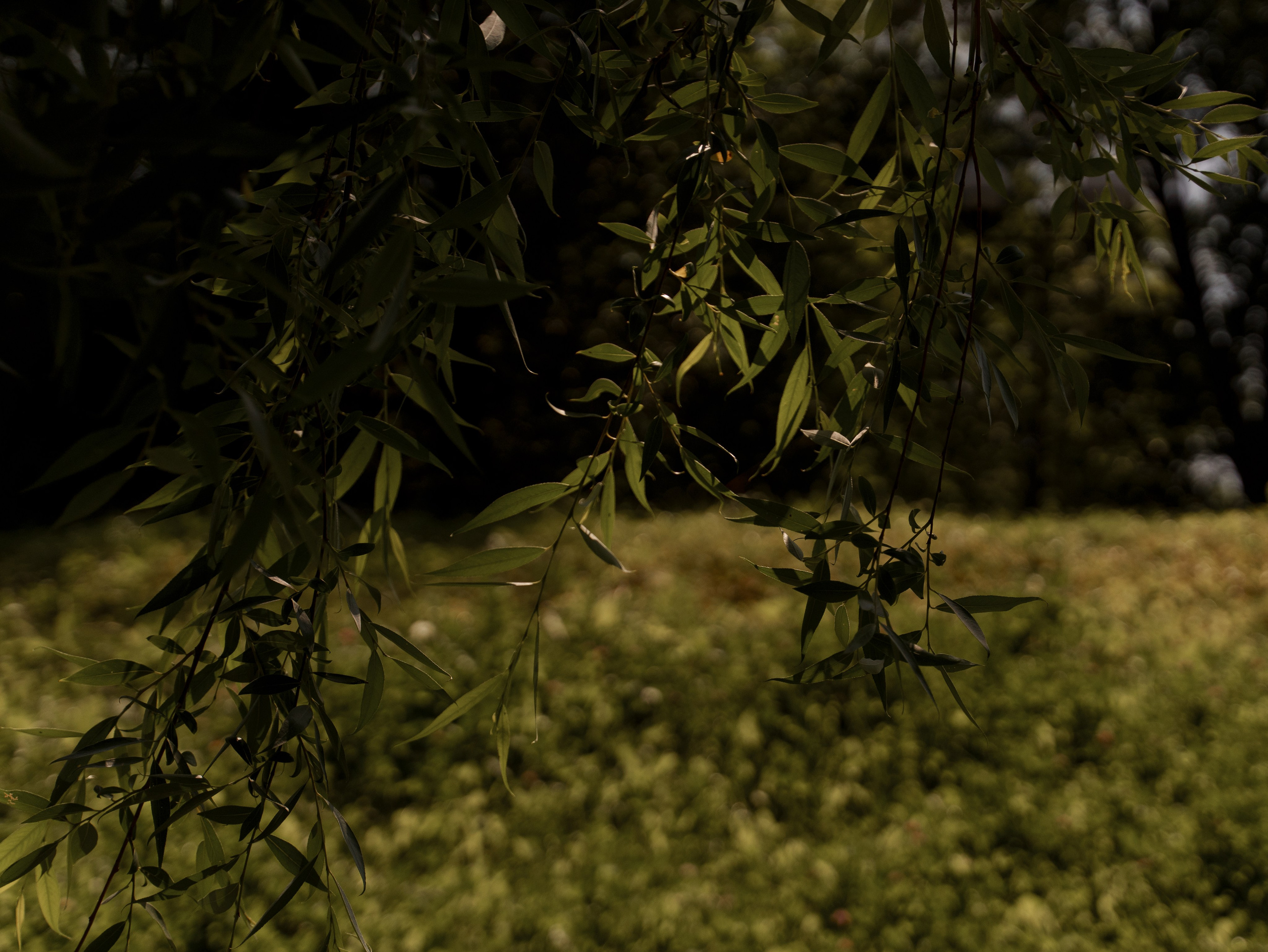 Теплый июньский денек. Свадебный и семейный фотограф Диана Лбова. Чебоксары