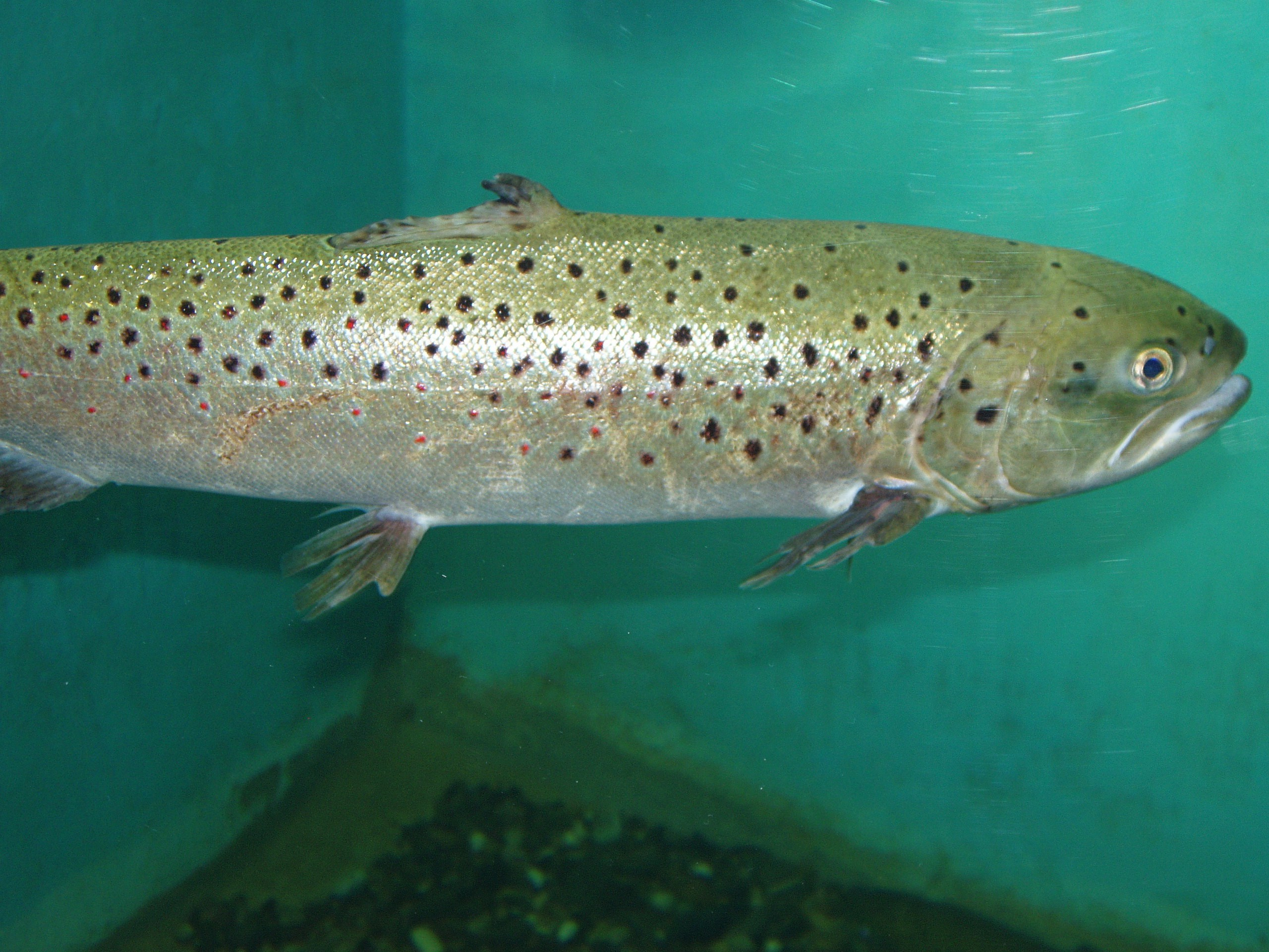 Отпуск 13.07-24.08. Семейный, Свадебный фотограф СПБ Питер— Романова Екатерина