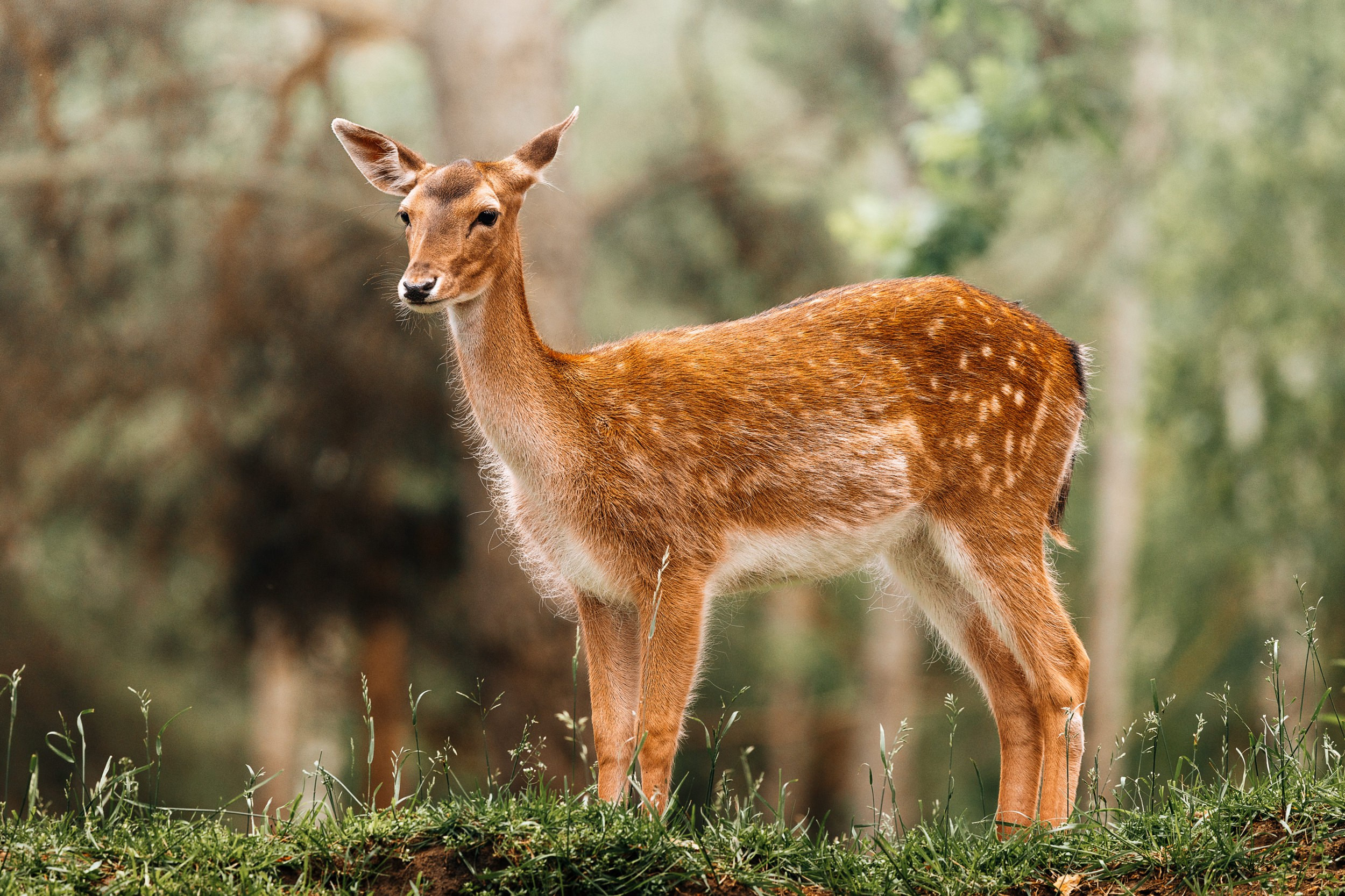 Дикая природа • Wildlife. Елена Ивановой • Профессиональный фотограф