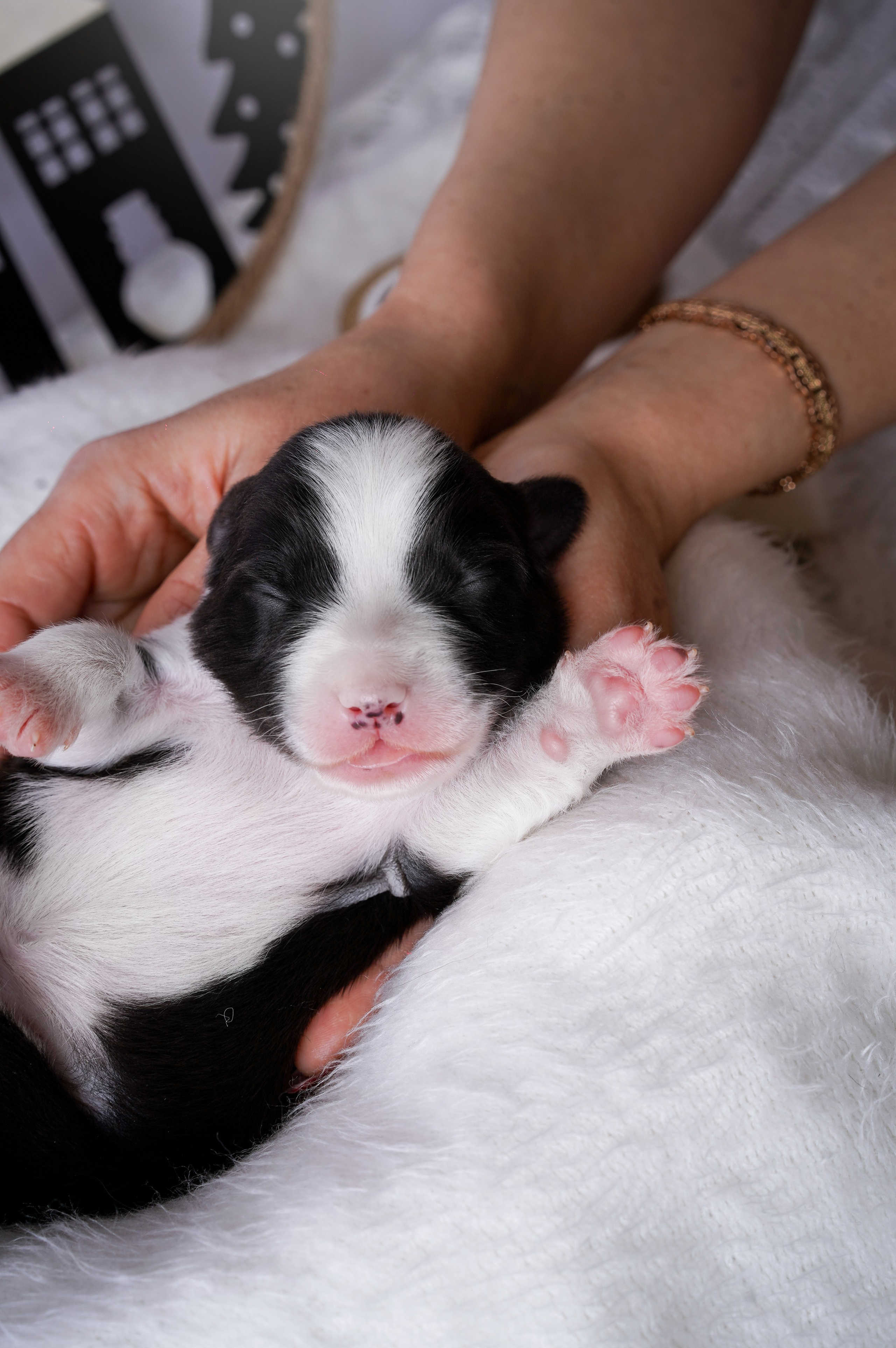 Щенки австралийской овчарки. Фотограф-анималист в Санкт-Петербурге Яна Мартынова