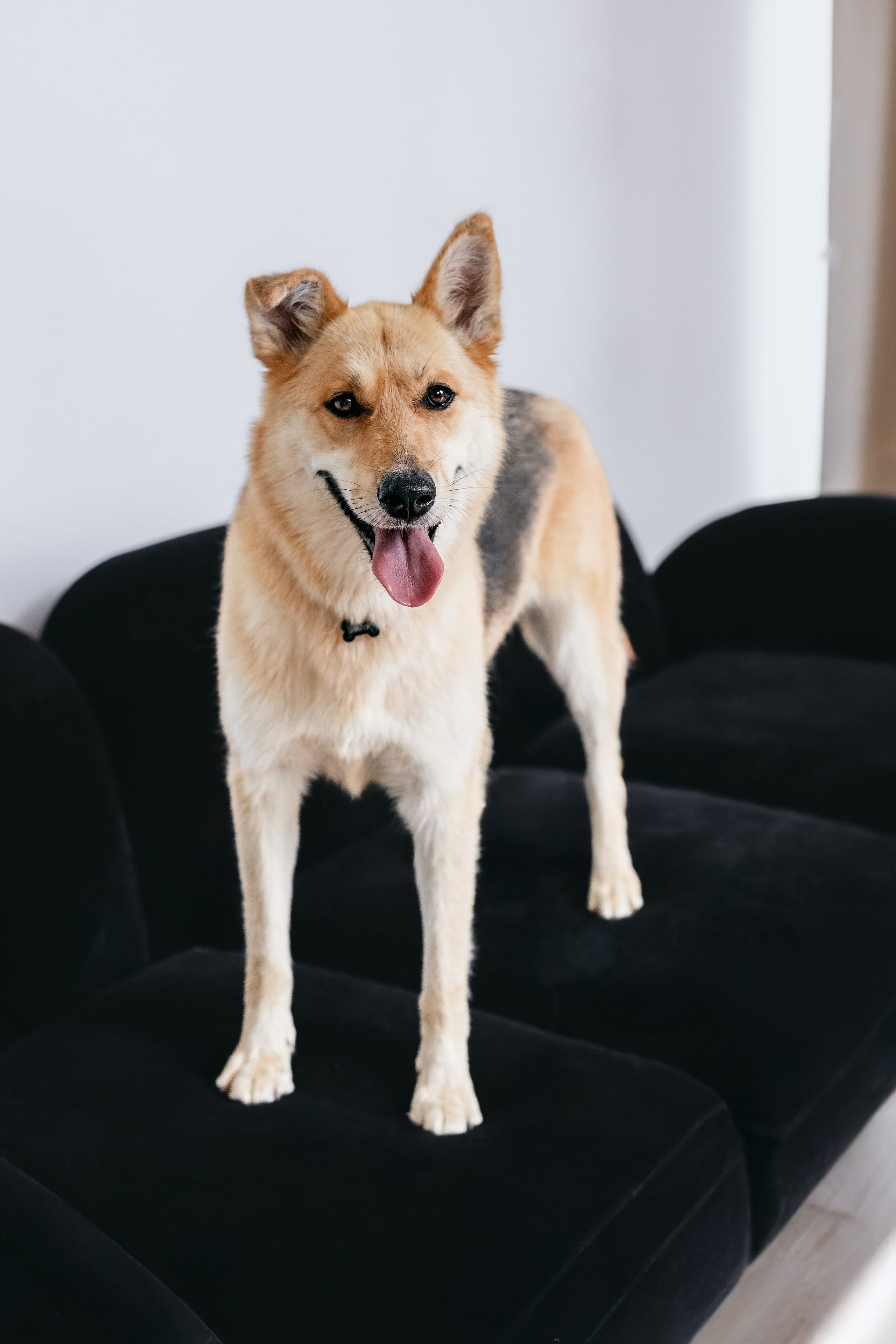 Студия лето 2025. Фотограф-анималист Татьяна Степанова