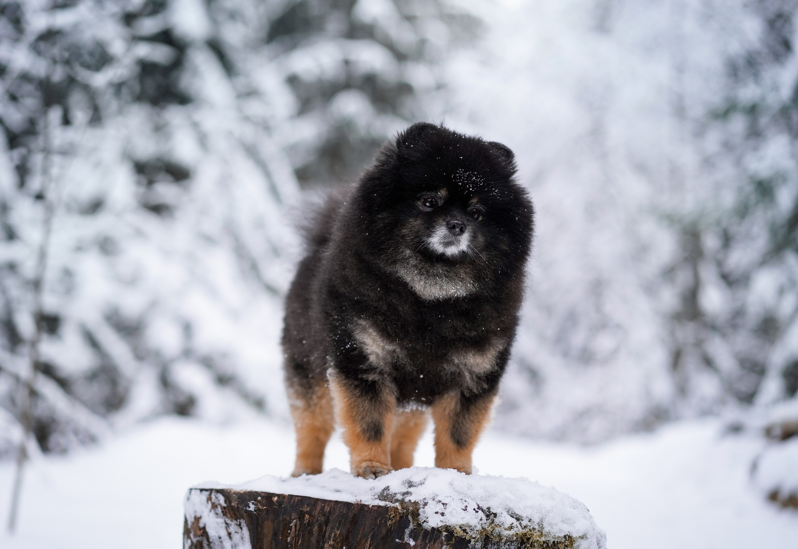 Бенчи и Арчи. Фотограф-анималист в Санкт-Петербурге Яна Мартынова