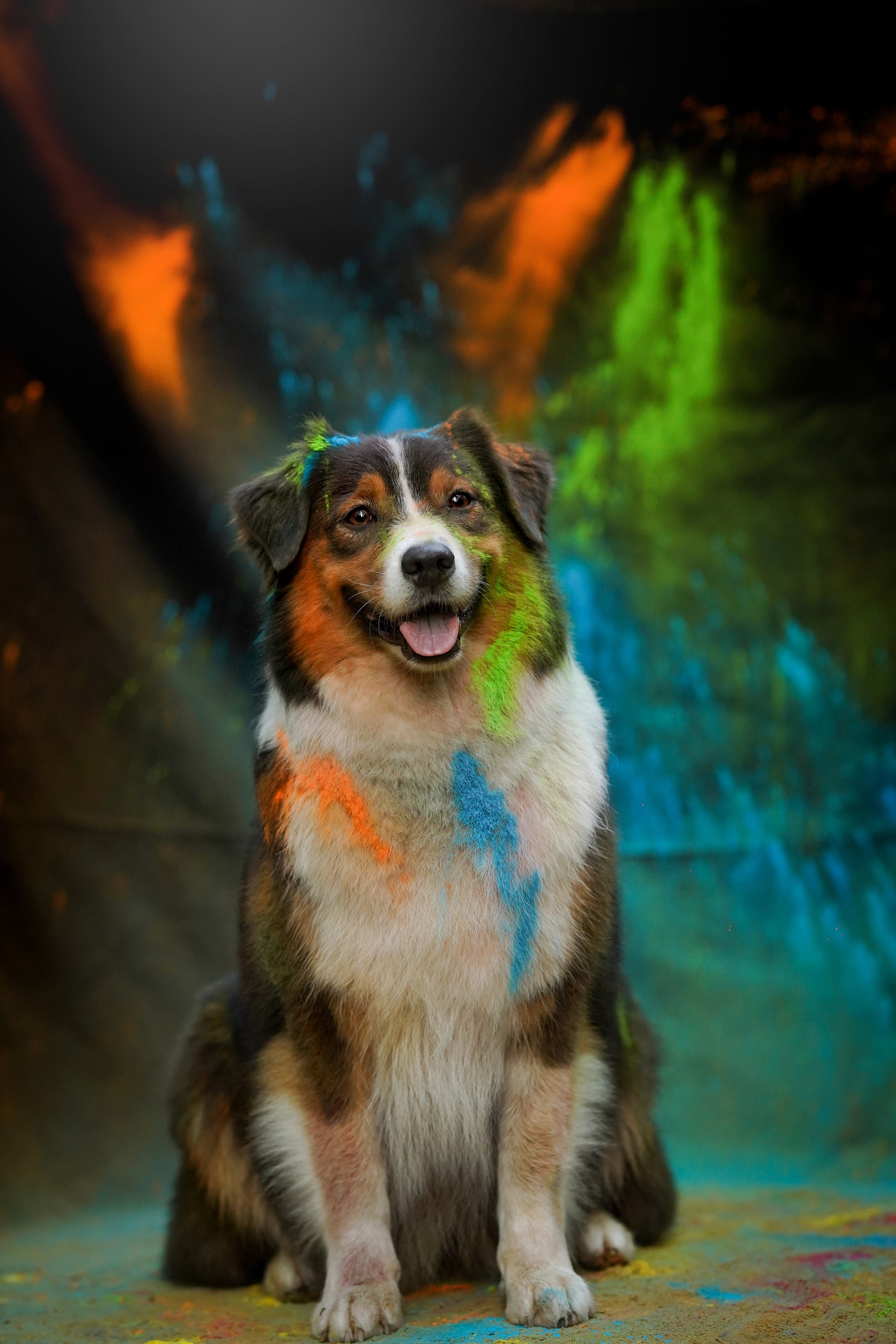 Съемка с красками холли. Фотограф-анималист в Санкт-Петербурге Яна Мартынова