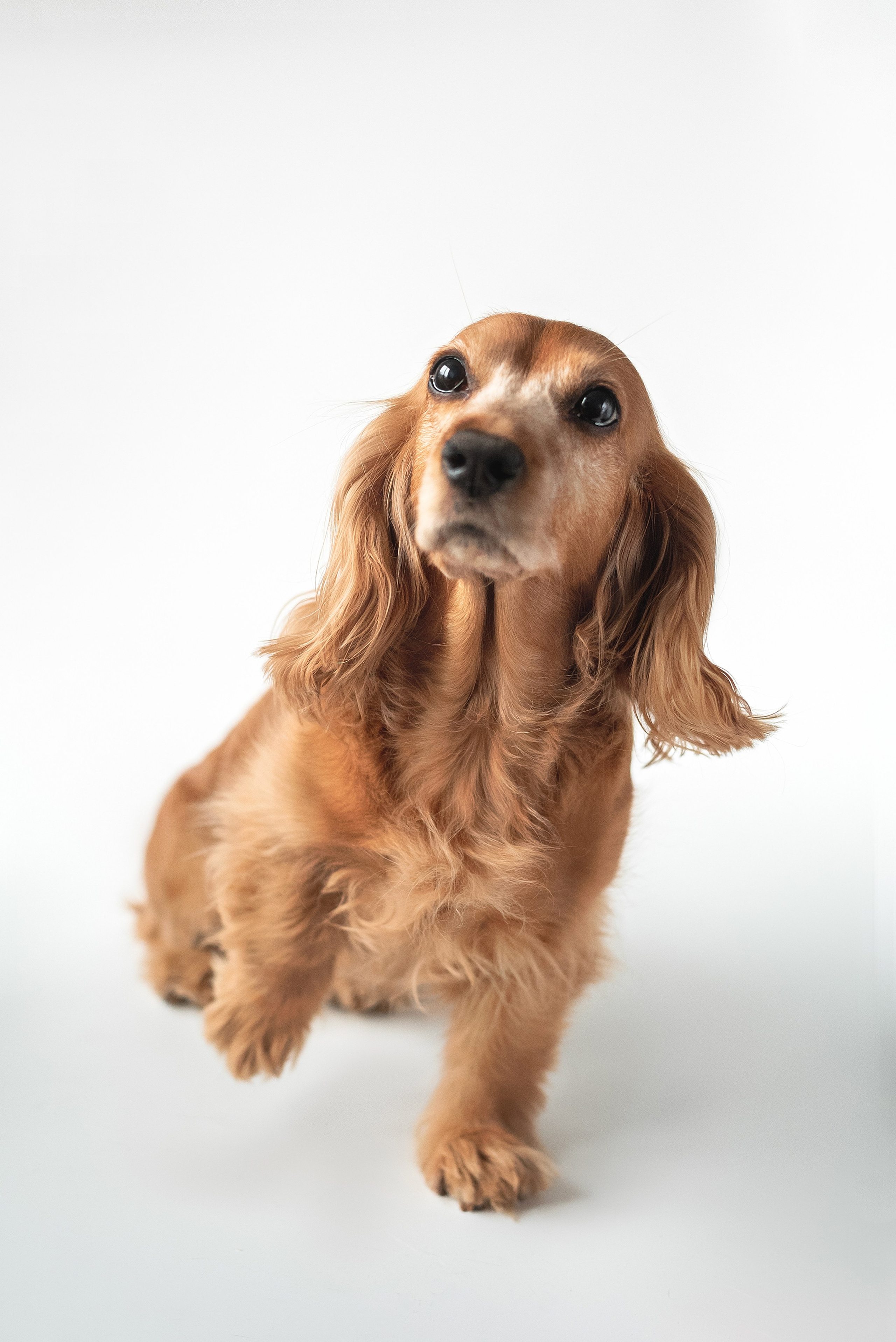 Скотинки. Конный фотограф Куракина Дарья • Фотосессии с лошадьми