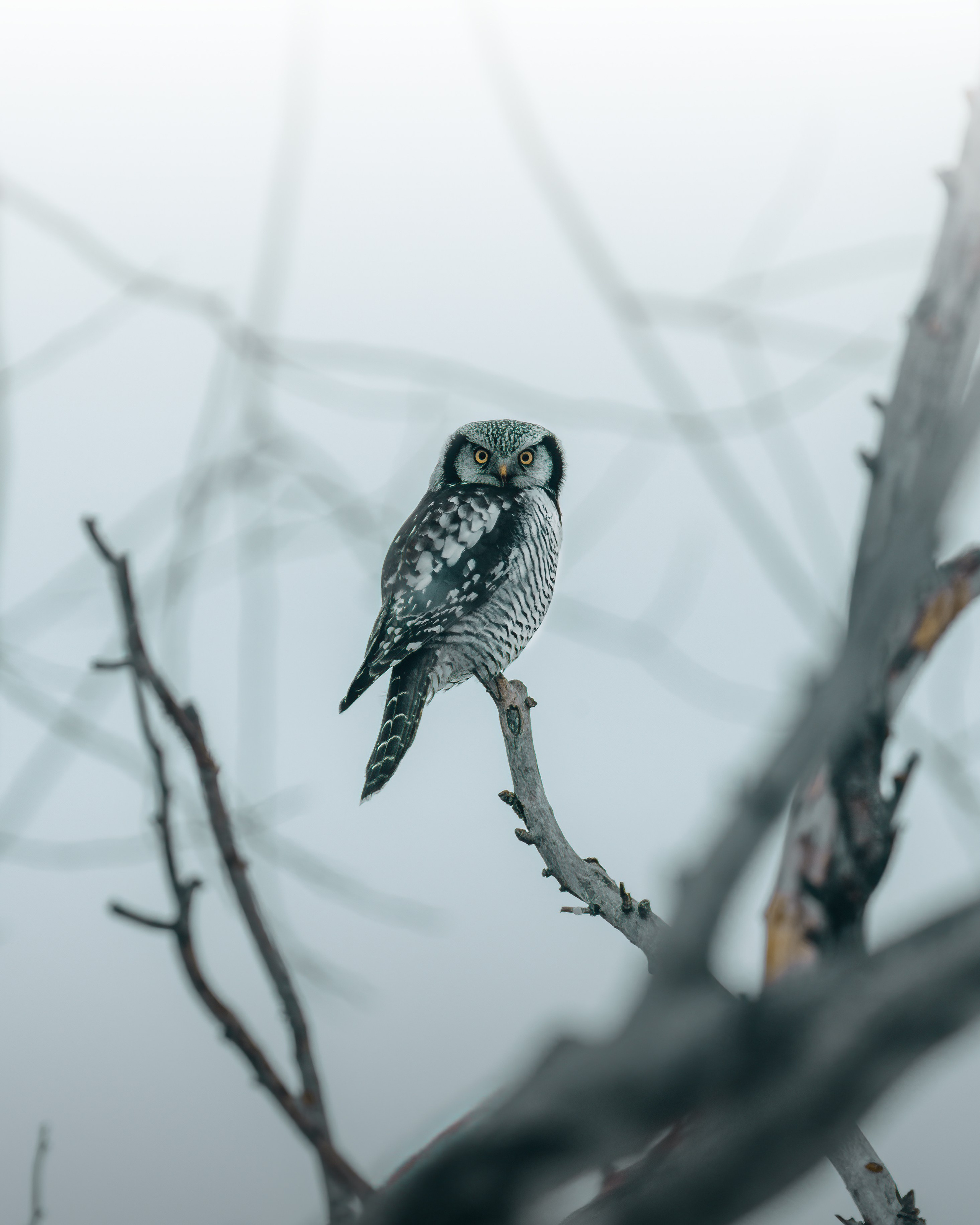 Дикие животные Чувашии. Фото птиц и млекопитающих. C H I L L S I D E — контент-фотограф и аэросъёмка в Чебоксарах