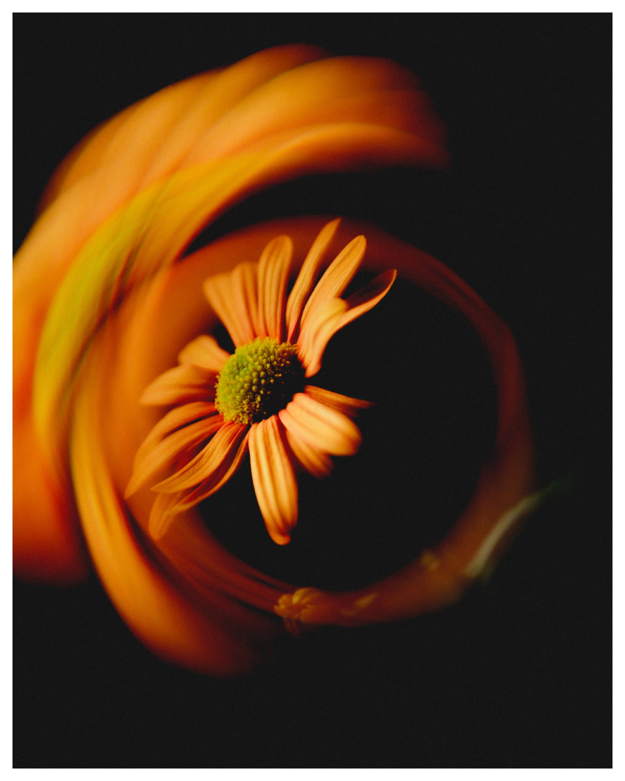 Flower. Фотограф Санкт-Петербург Макарова Дарья