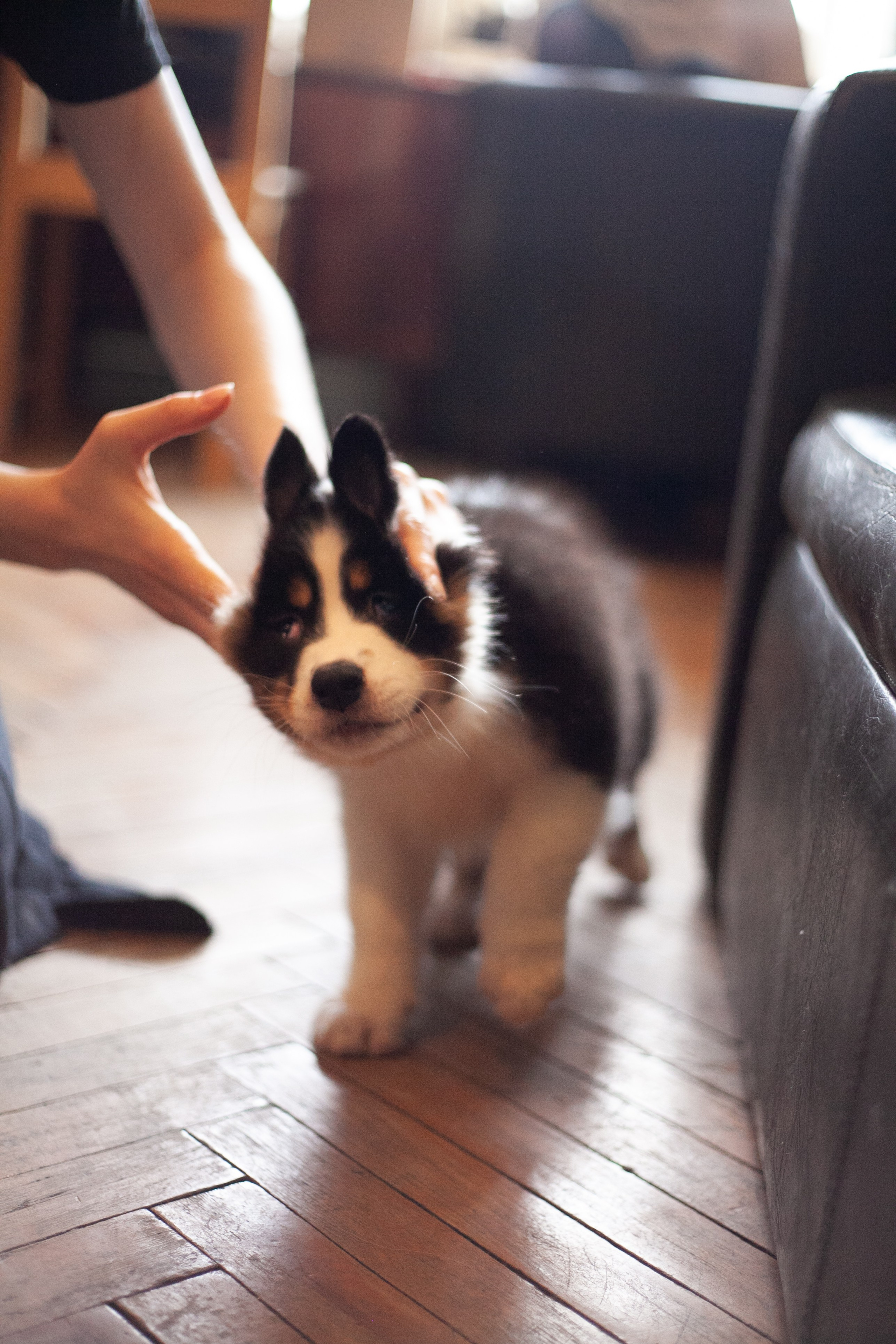 Рыся. BLGKV питомник собак