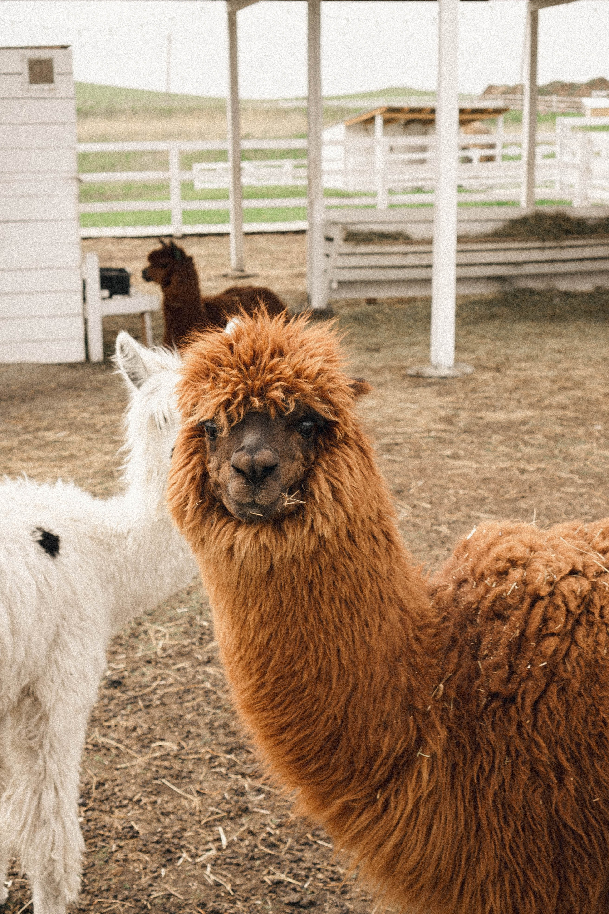 Ферма Альпак. Профессиональный фотограф, Санкт-Петербург — Виктория Богомолова