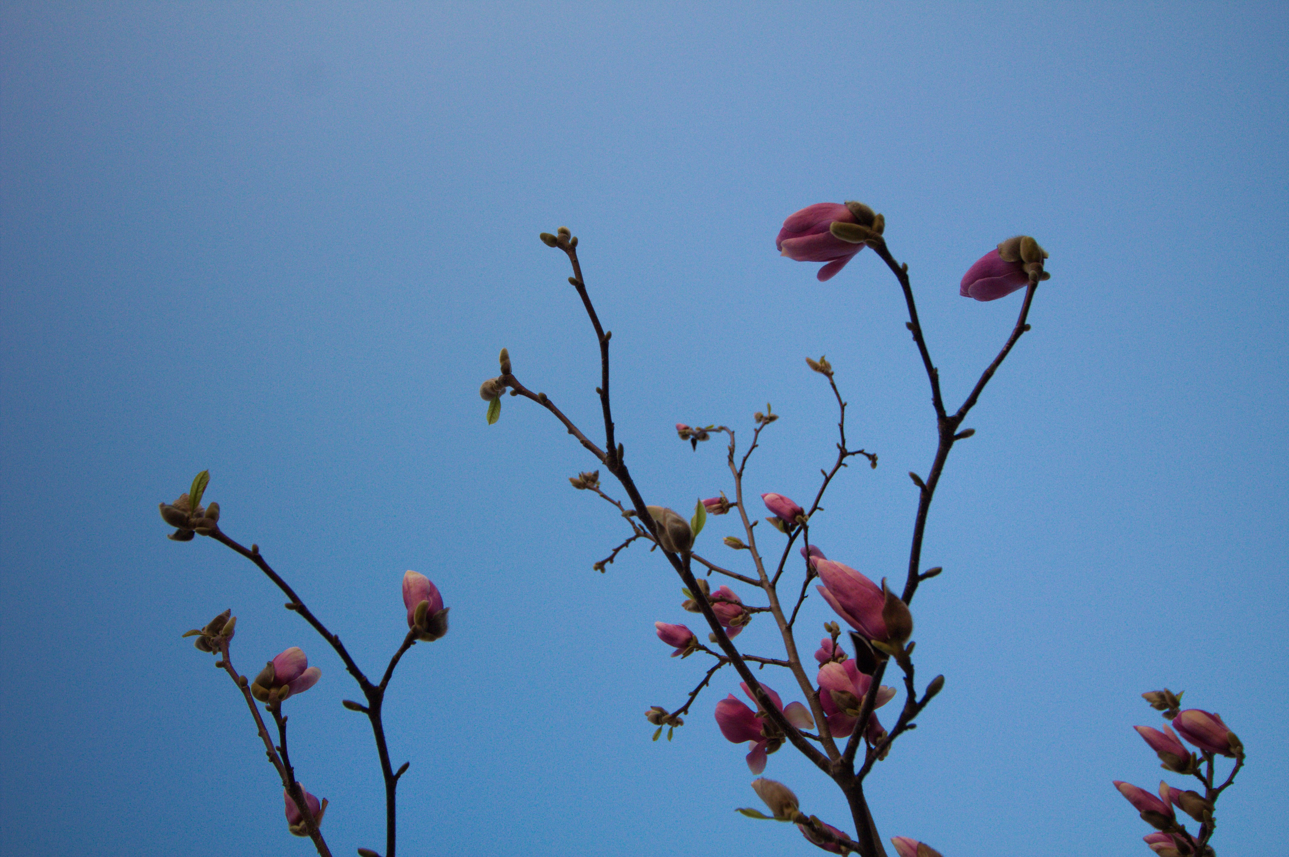 Цветение магнолии. Геленджик 2026