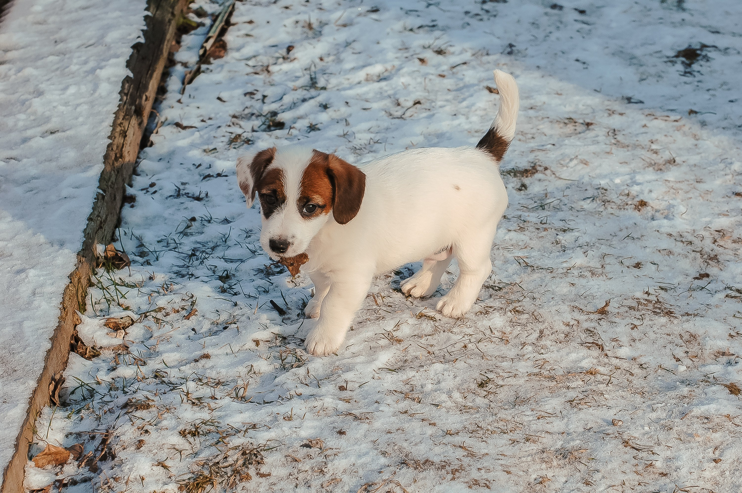 1КОБЛ_МОНОКЛЬ_Ц_ЛИТТЕР. CANE MAESTRO — kennel Jack Russell Terrier