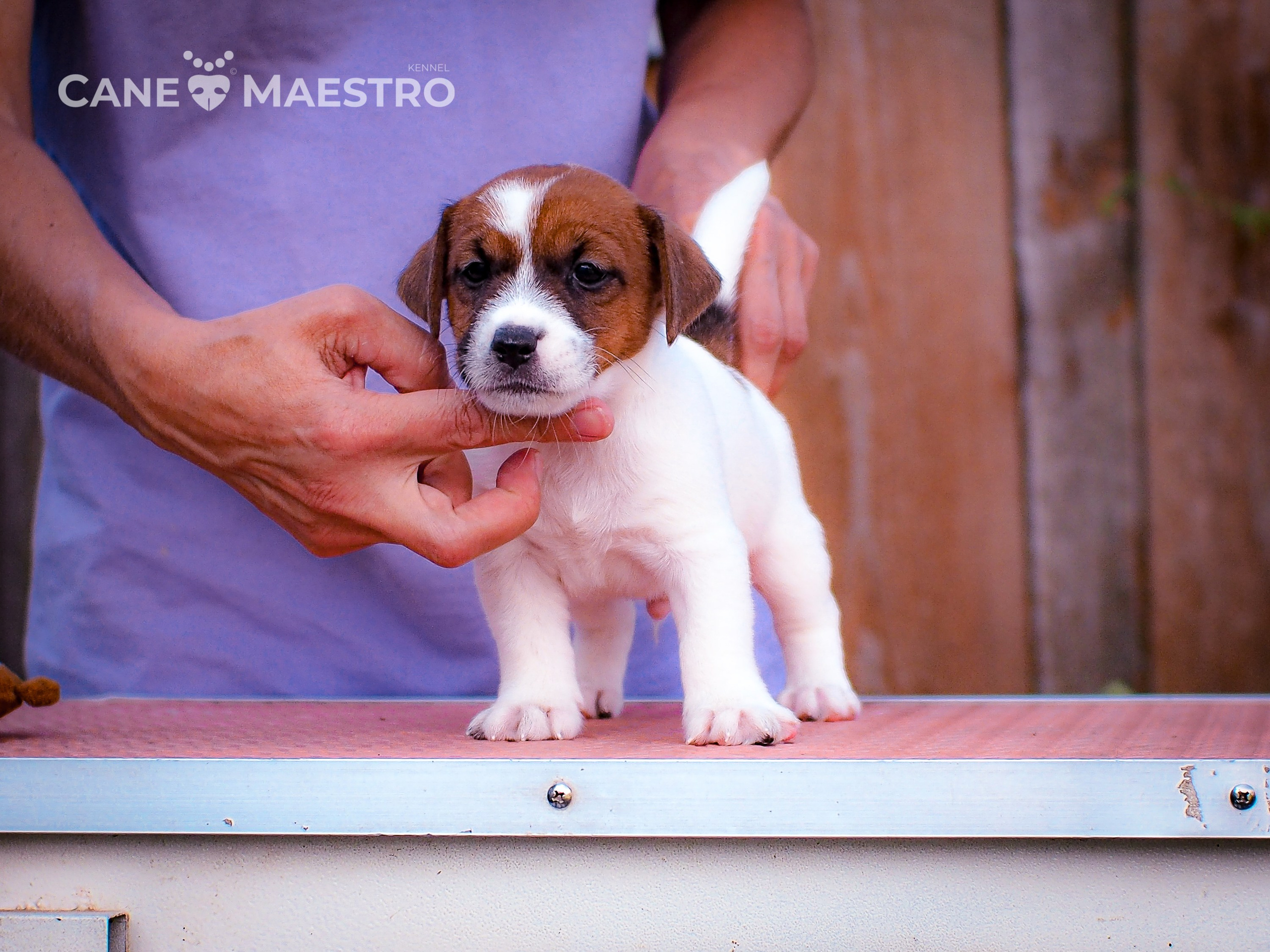 ЭМЕНТАЛЬ_КОБЕЛЬ. CANE MAESTRO — kennel Jack Russell Terrier