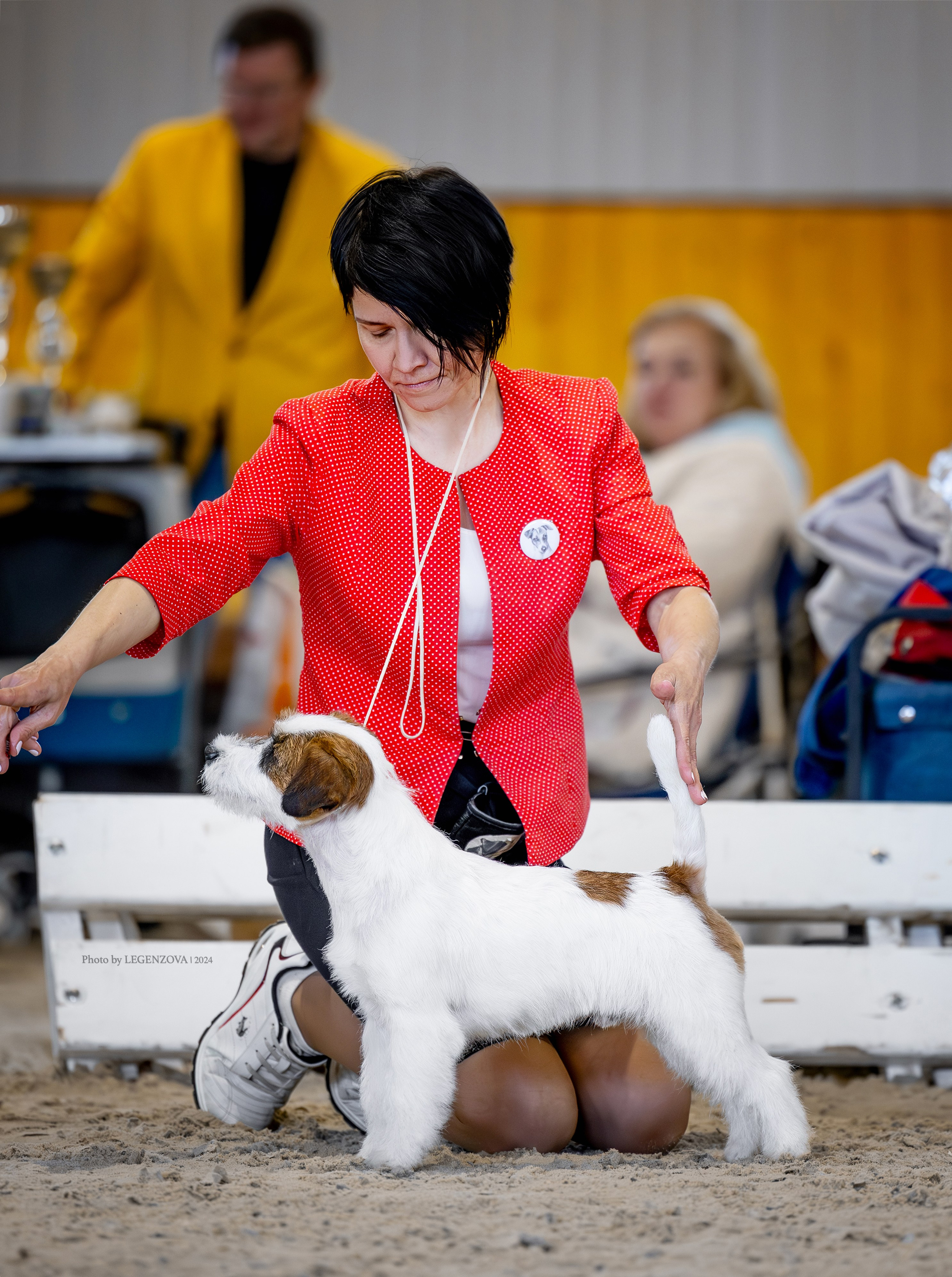 Жесткошерстный. б/рыж. Джек рассел терьер. КАНЕ МАЭСТРО СТИМОРОЛ АЙС. КАНЕ МАЭСТРО — питомник Джек рассел терьеров