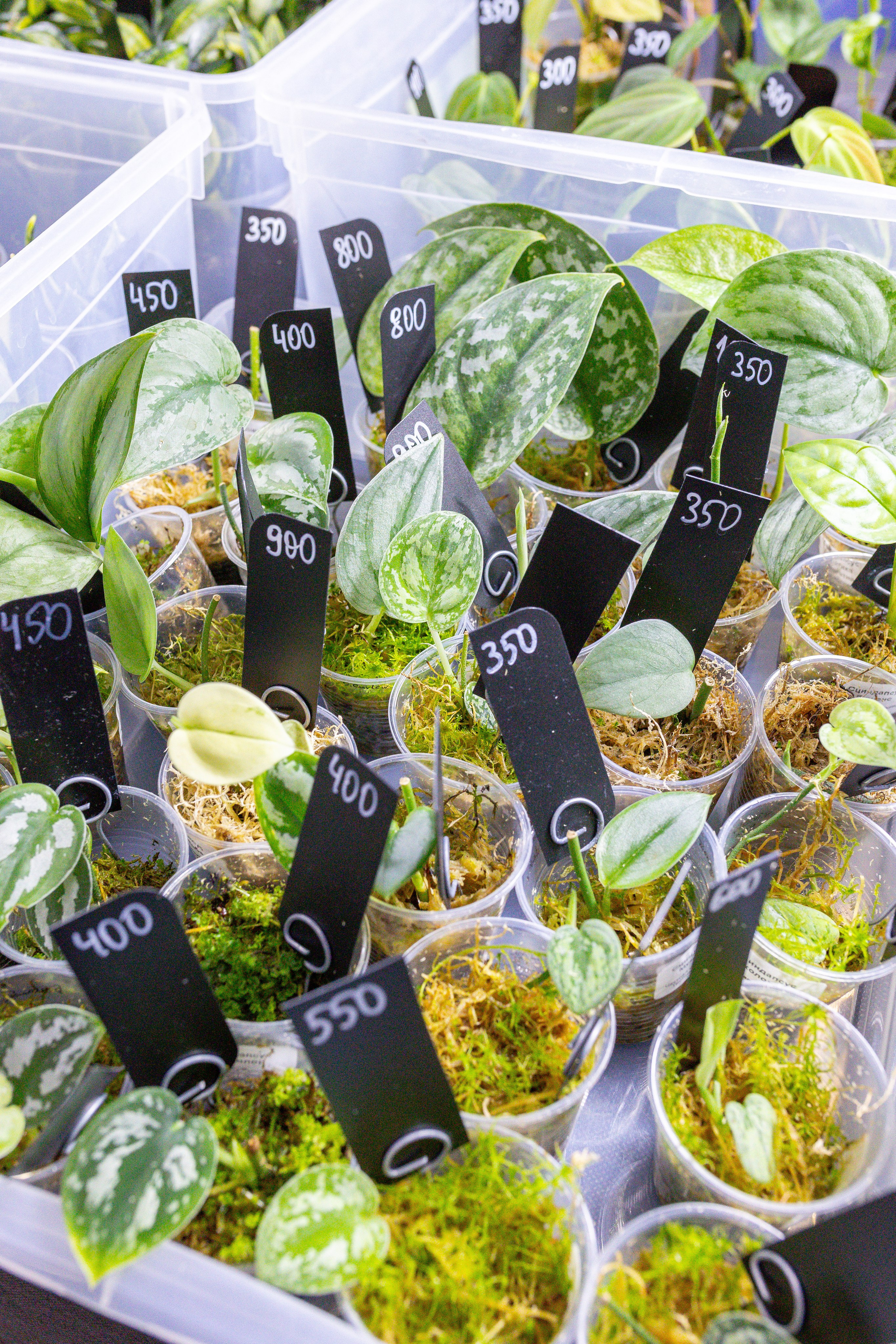 Монстериум 11–12 октября. Александра Куликова фотограф, Москва