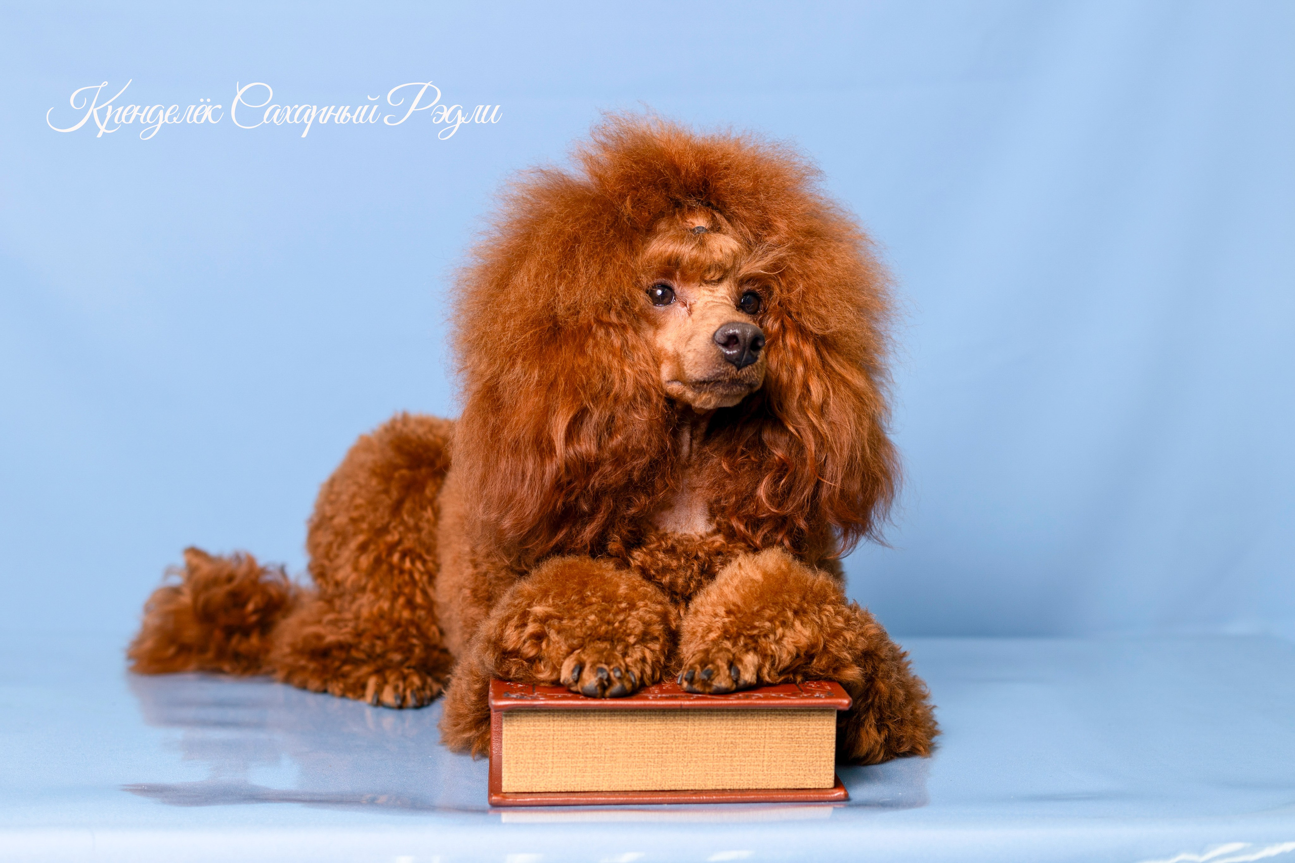 Кренделек сахарный Редли. Фотограф 📸 семейный, предметный, репортажный