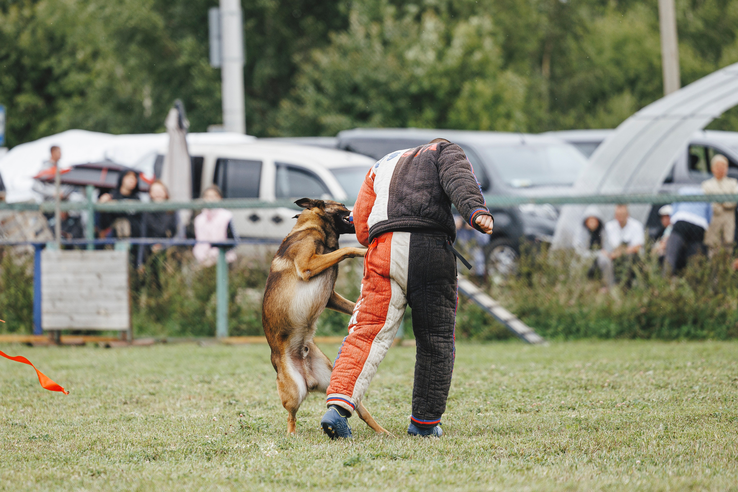 08.08.25-10.08.25 ЧР по мондьорингу г. Вологда. Фотограф-анималист Анна Маринич