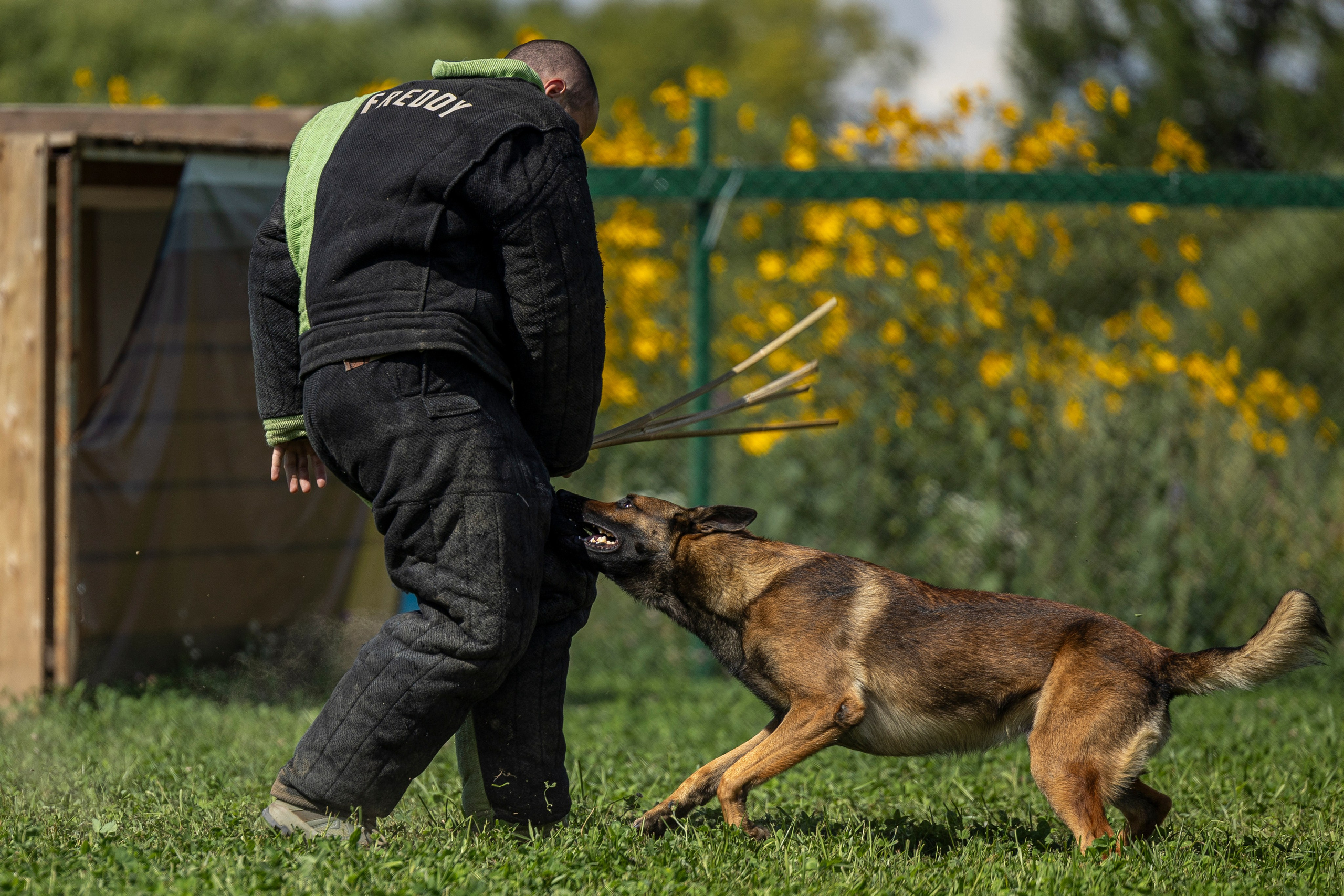Соревнования по Мондьорингу г. Вологда 10-11.08.2024. Фотограф-анималист Анна Маринич