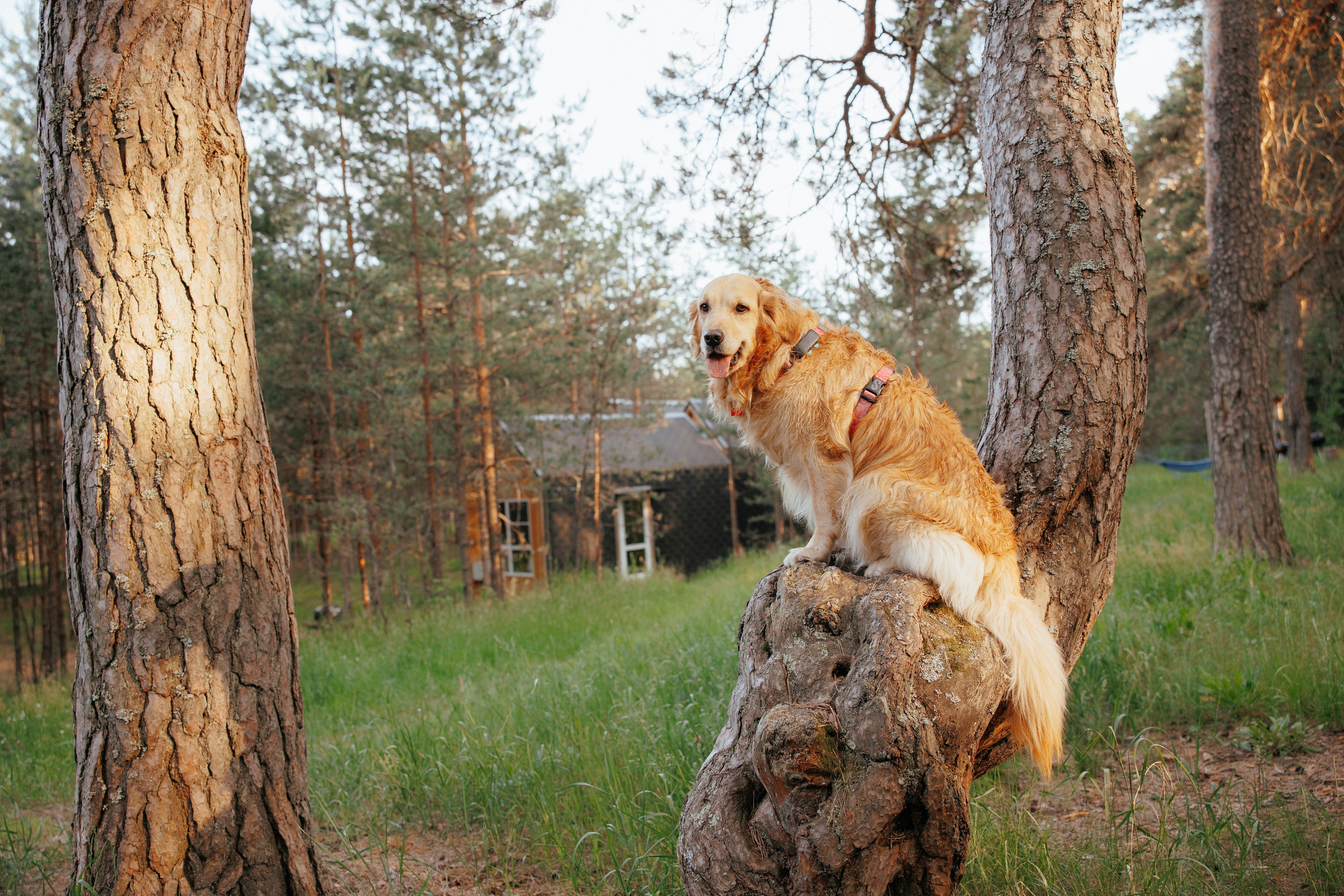 Съемка с собакой. Анастасия Белаш
