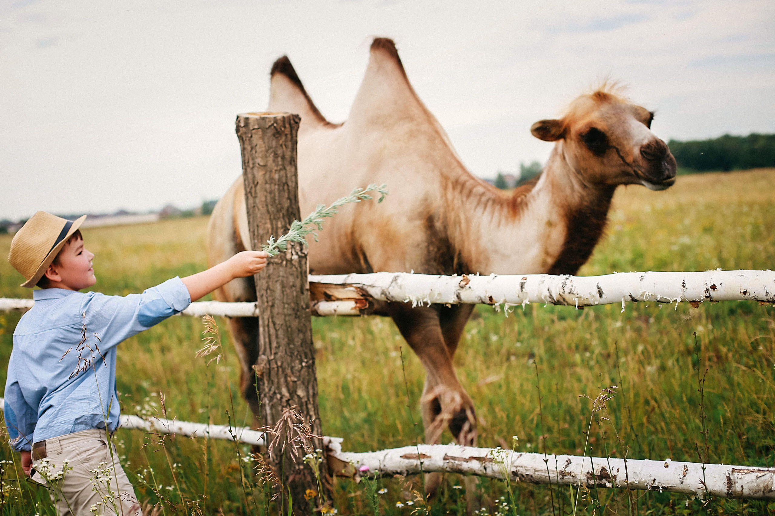 Кормление верблюдов. Семейная съемка. Иванова Ирина Свадебный и семейный фотограф г. Уфа
