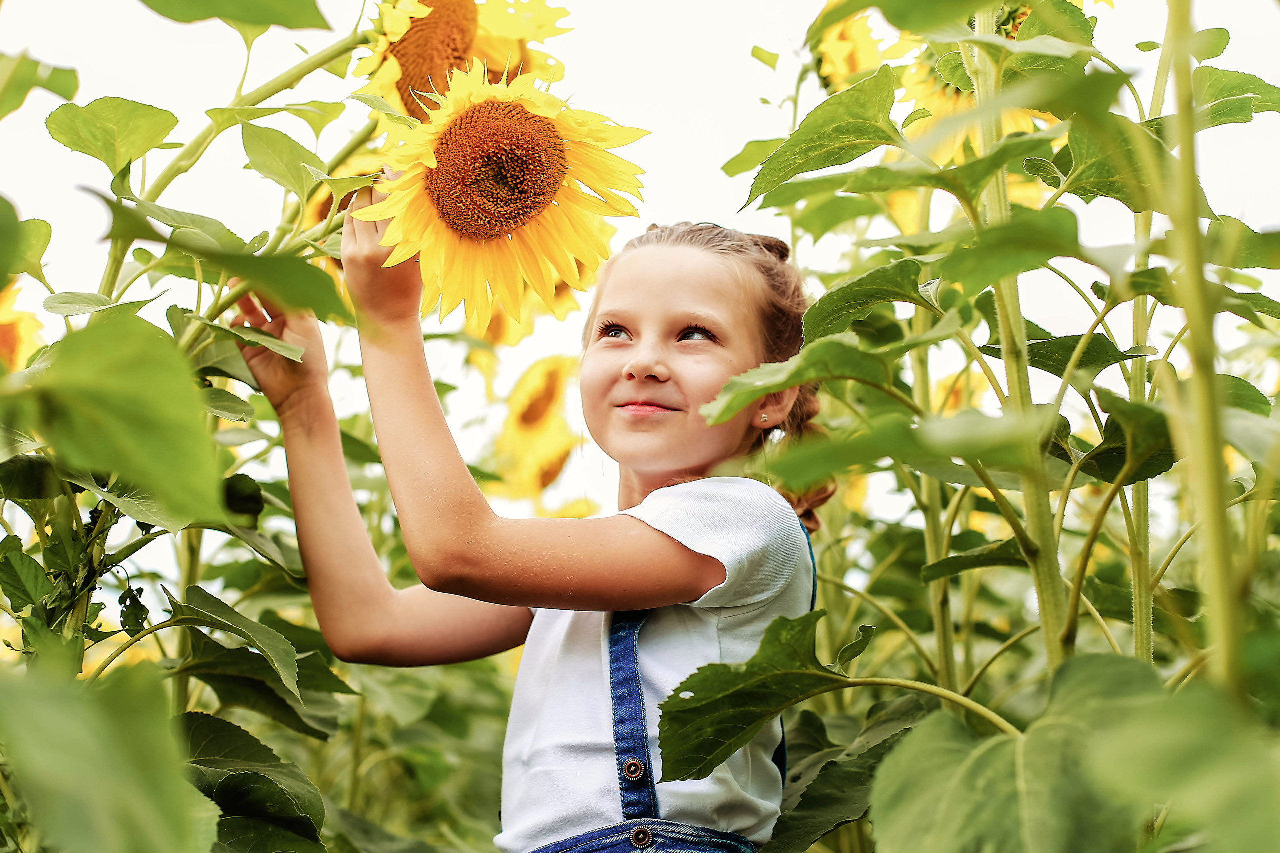 В подсолнухах и в поле пшеницы. В ожидании. Иванова Ирина Свадебный и семейный фотограф г. Уфа