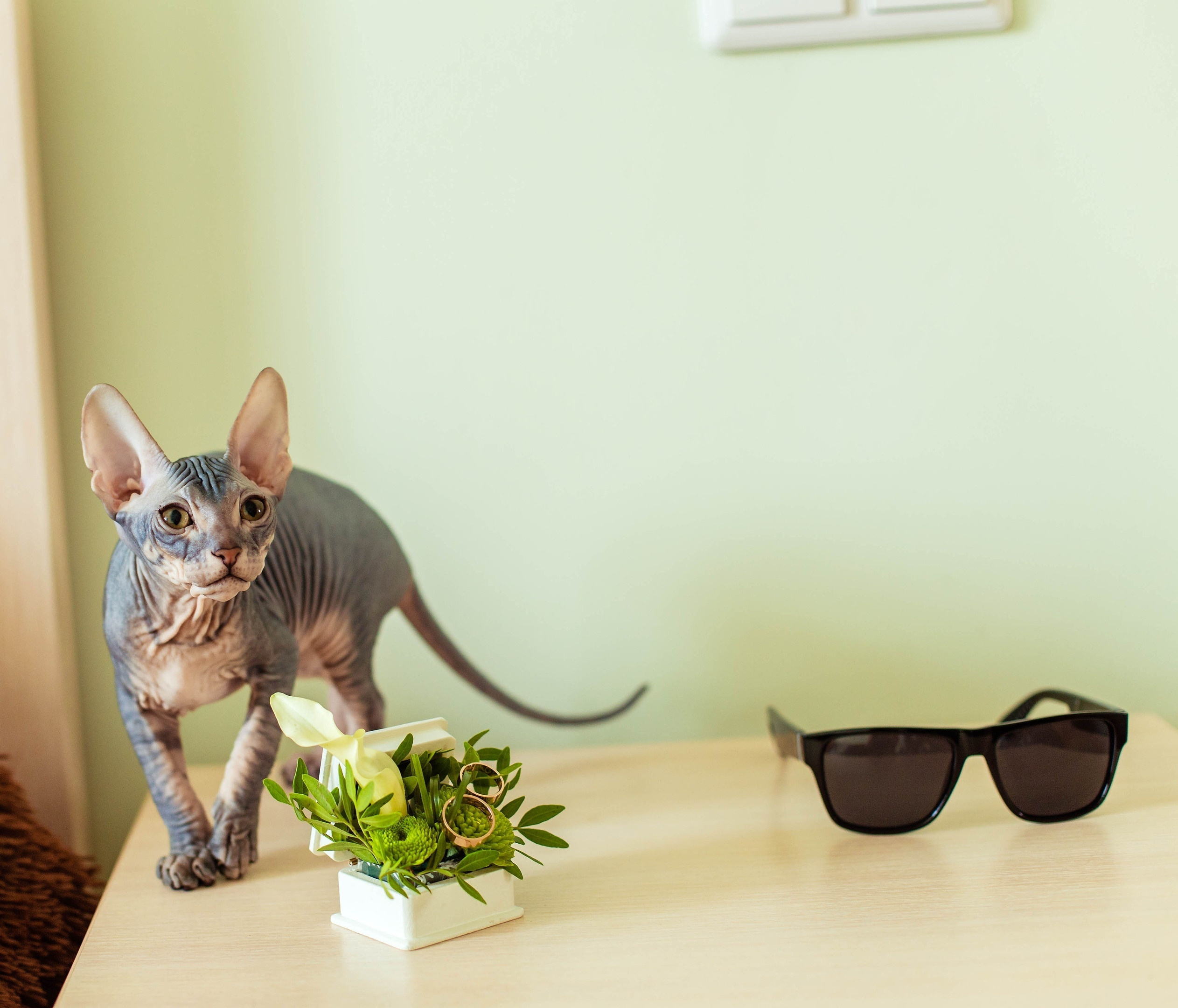 Свадебные кольца. Сниму ваши кольца так как никто не делает)). Иванова Ирина Свадебный и семейный фотограф г. Уфа