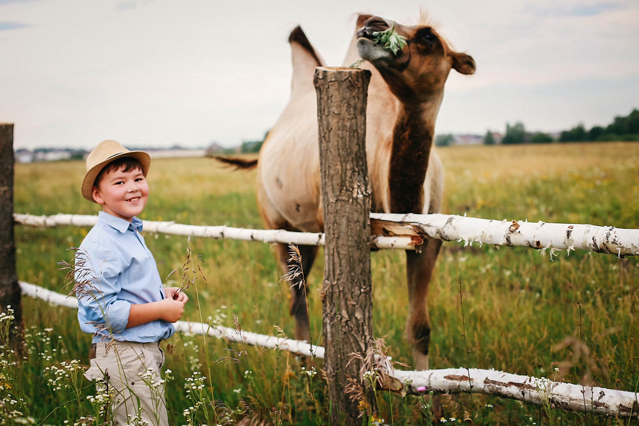 Кормление верблюдов. Семейная съемка. Иванова Ирина Свадебный и семейный фотограф г. Уфа