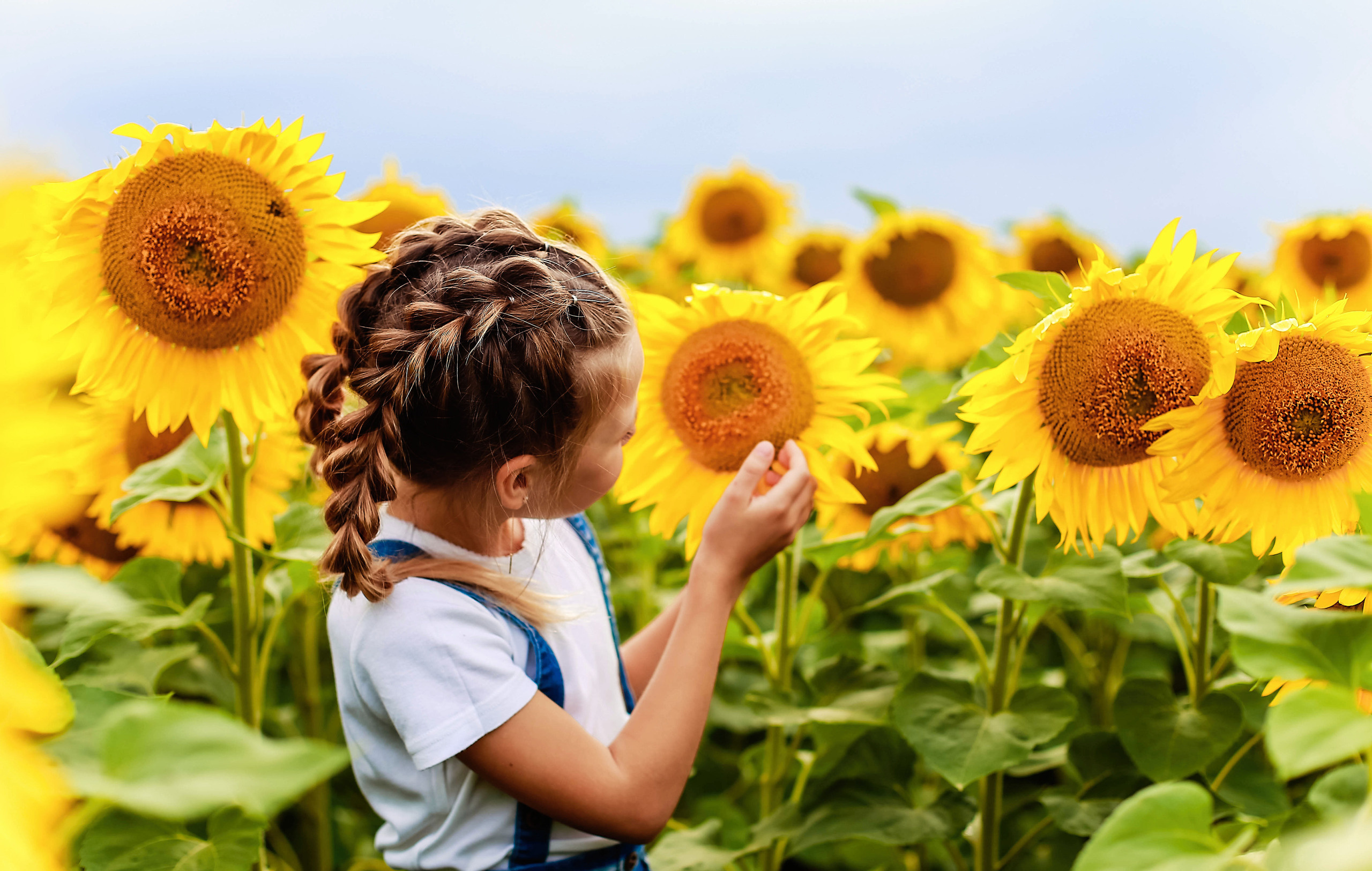 В подсолнухах и в поле пшеницы. В ожидании. Иванова Ирина Свадебный и семейный фотограф г. Уфа
