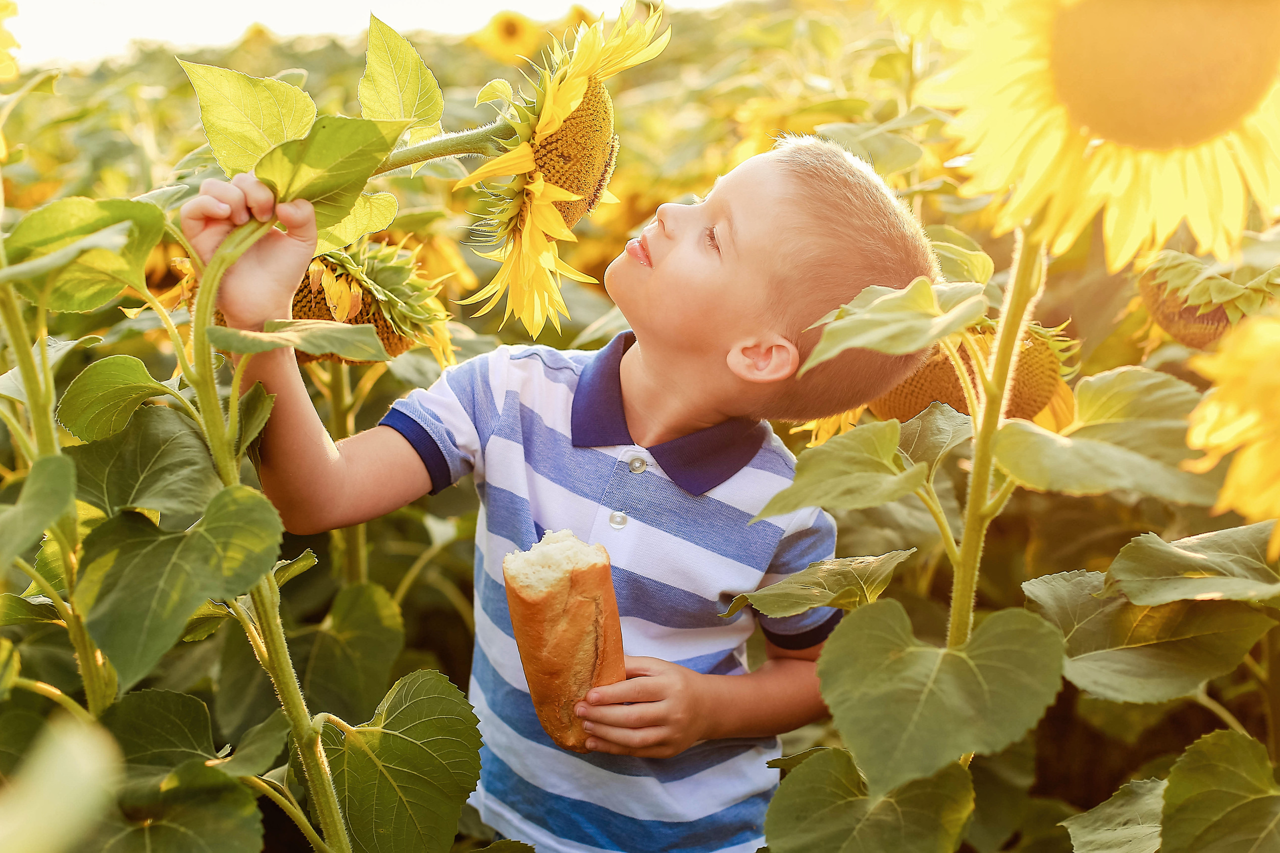 Семья в подсолнухах)). Иванова Ирина Свадебный и семейный фотограф г. Уфа