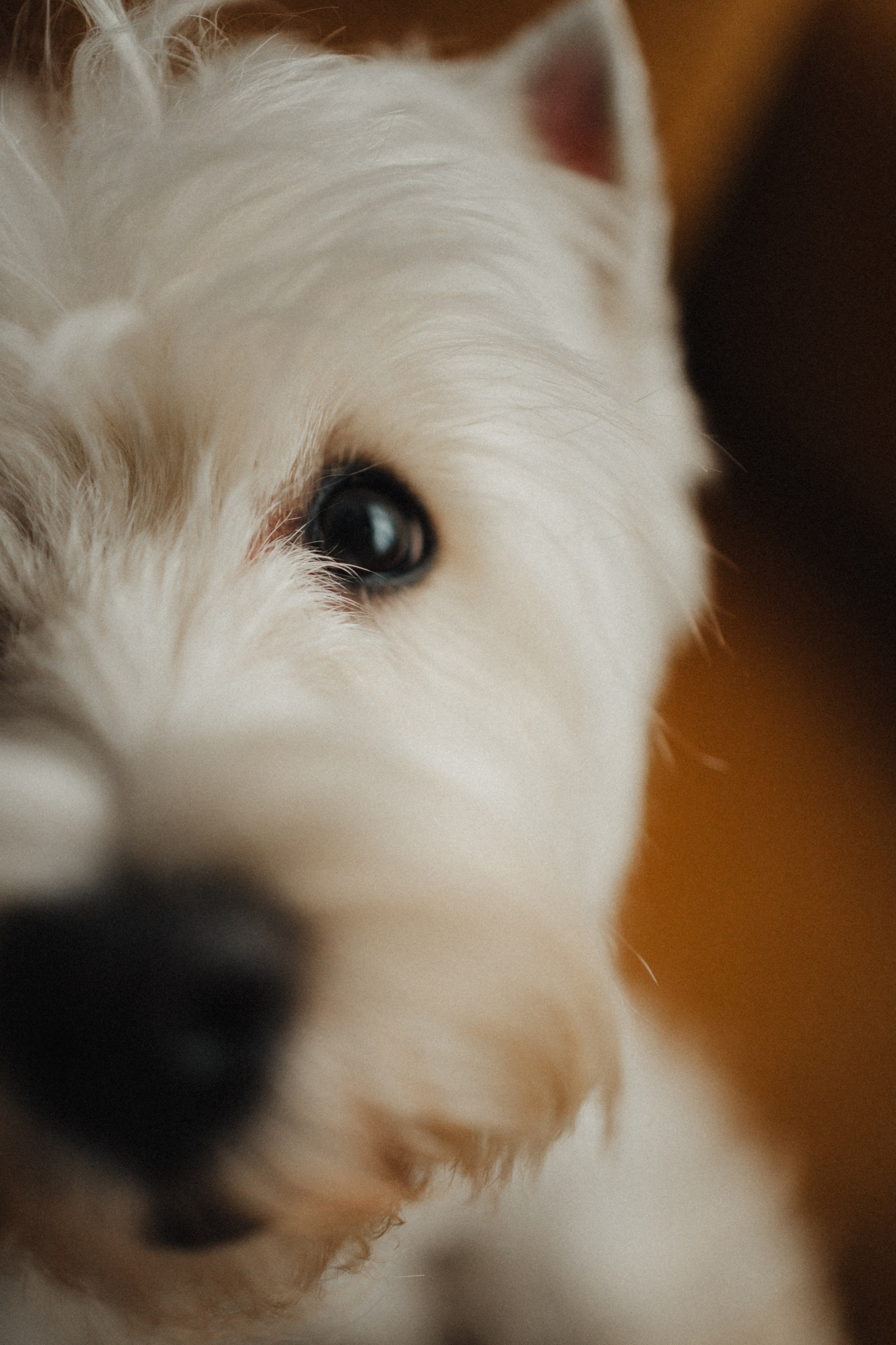 Вероника, Мята и Малина. Фотораф — анималист Мария Шистка