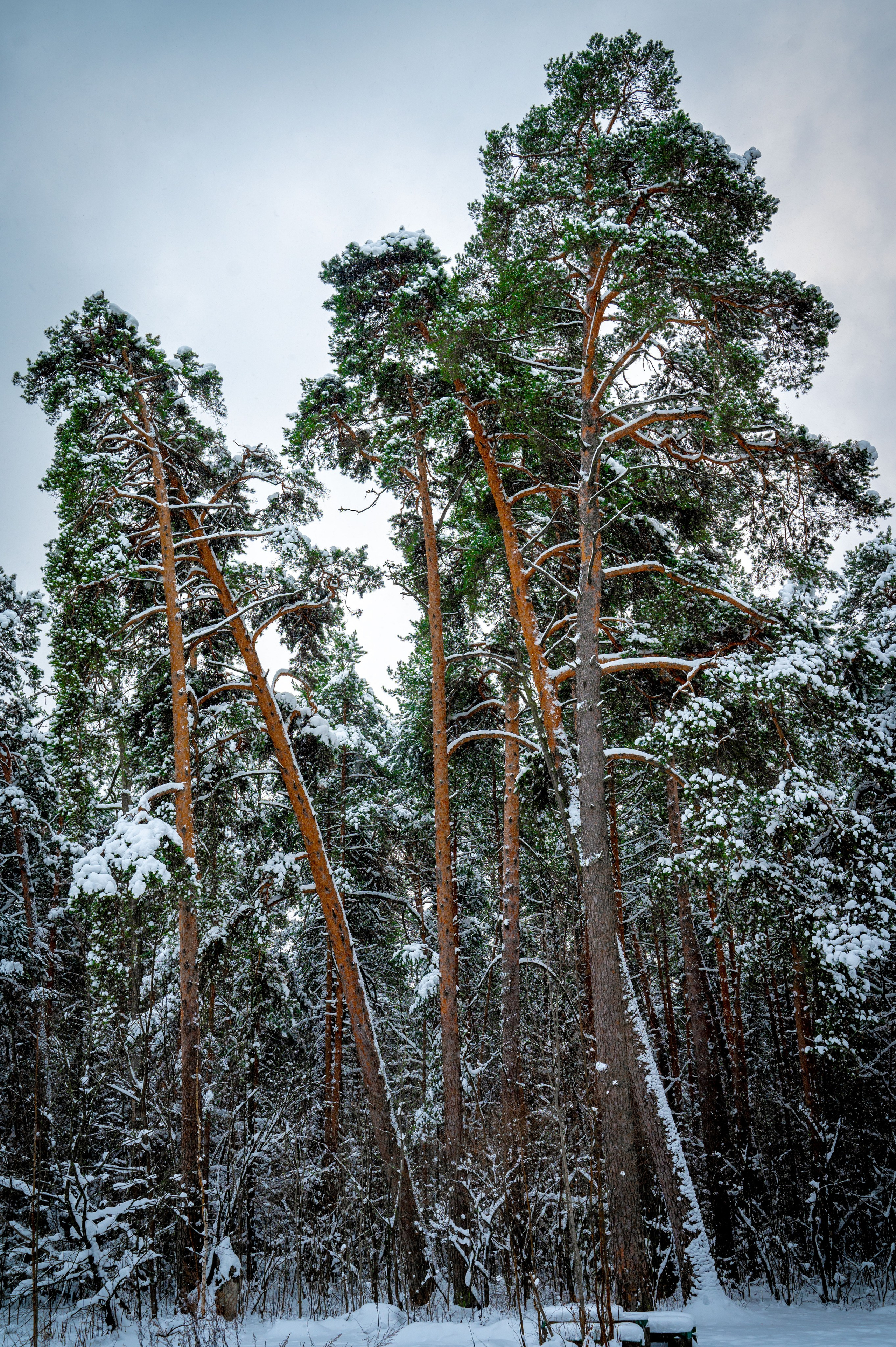 Прогулка с собакой. Зима, лес, Москва. Vadim Nevenglovskii Фотограф в разных жанрах