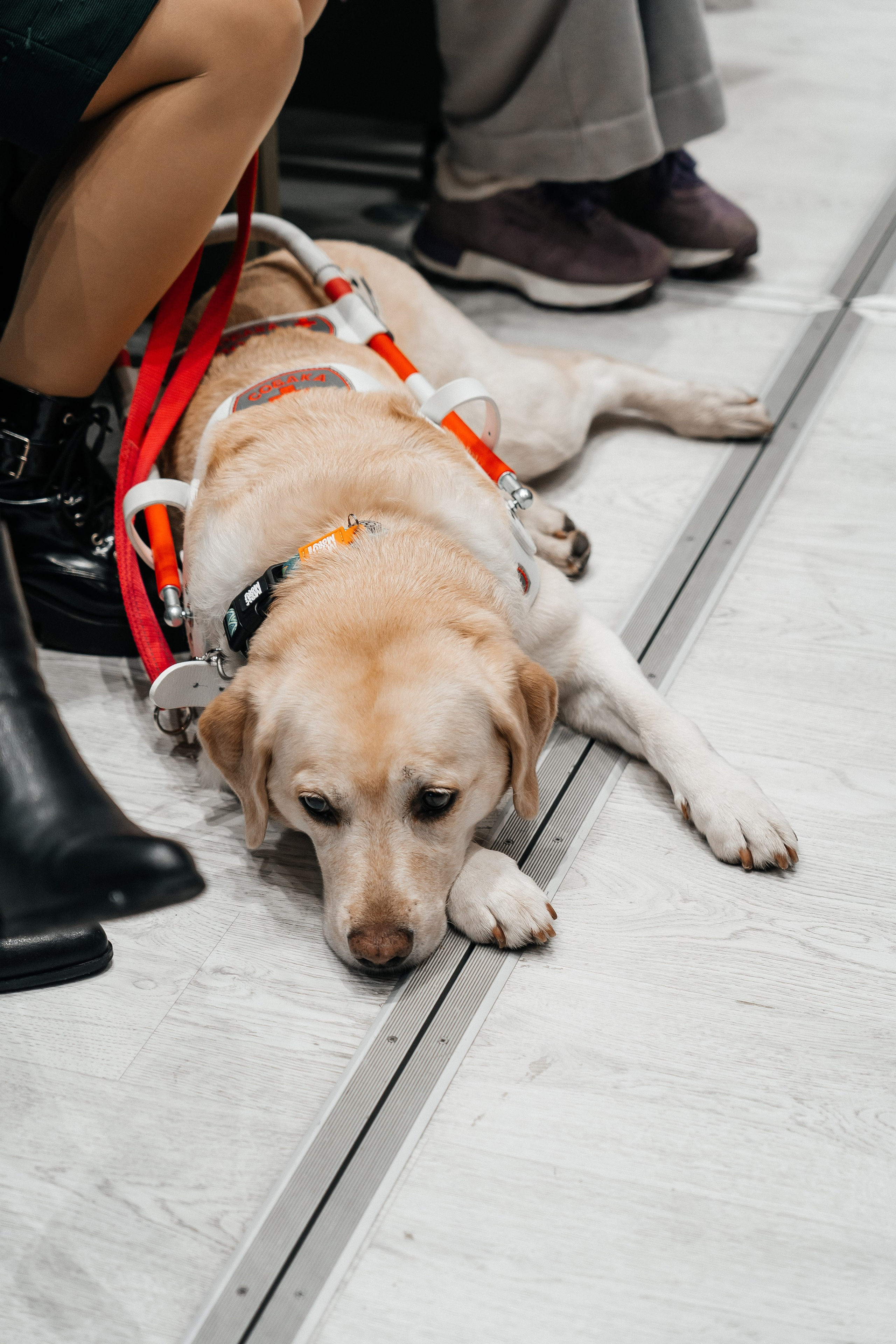 Сколково бизнес форум. Наталия Фролова. Фотограф. Москва