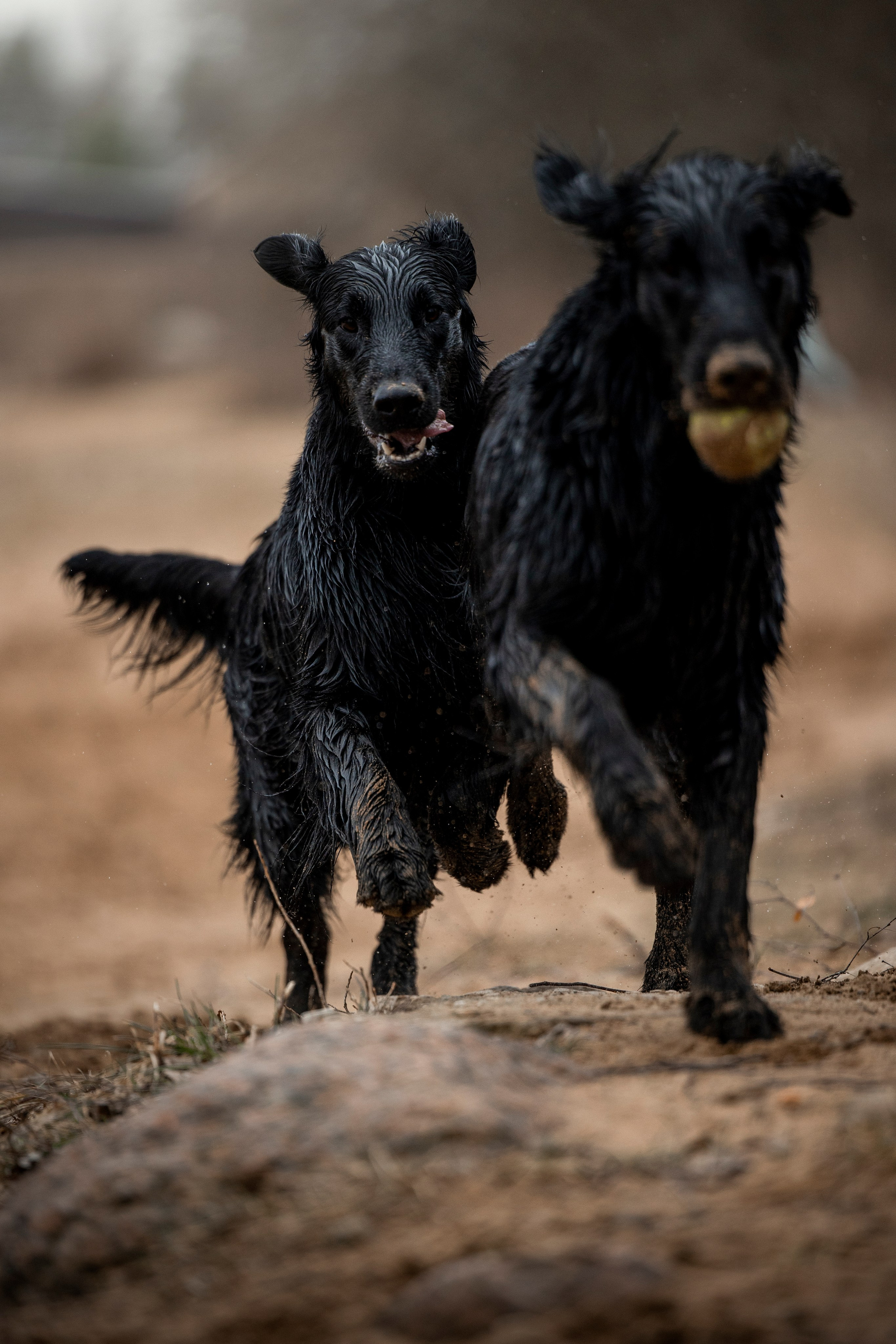 Ора, Ева, Рози и их семья. Фотограф — Анималист | Санкт-Петербург