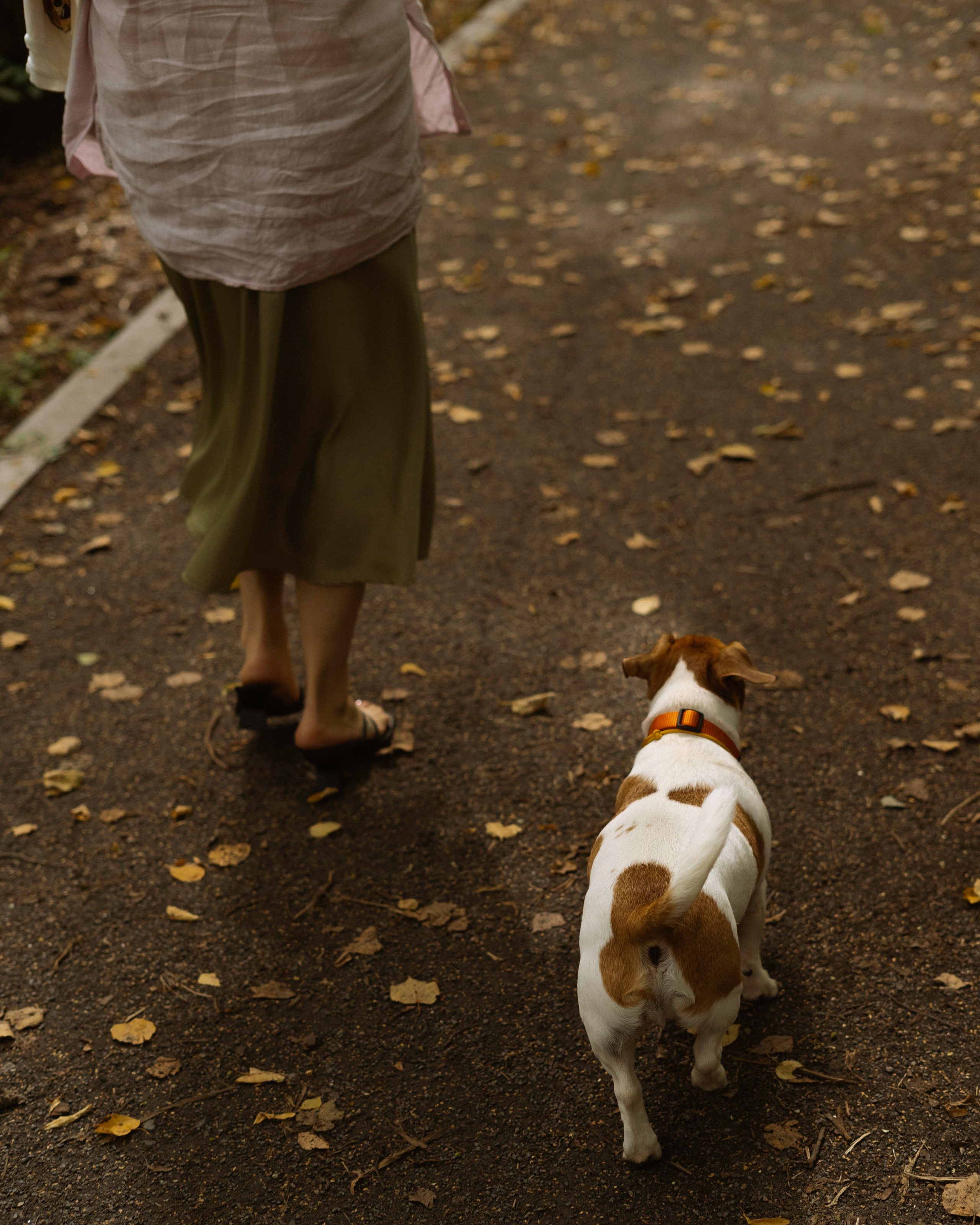 Катерина и Бруки. Фотограф в Москве Шалышко Ангелина