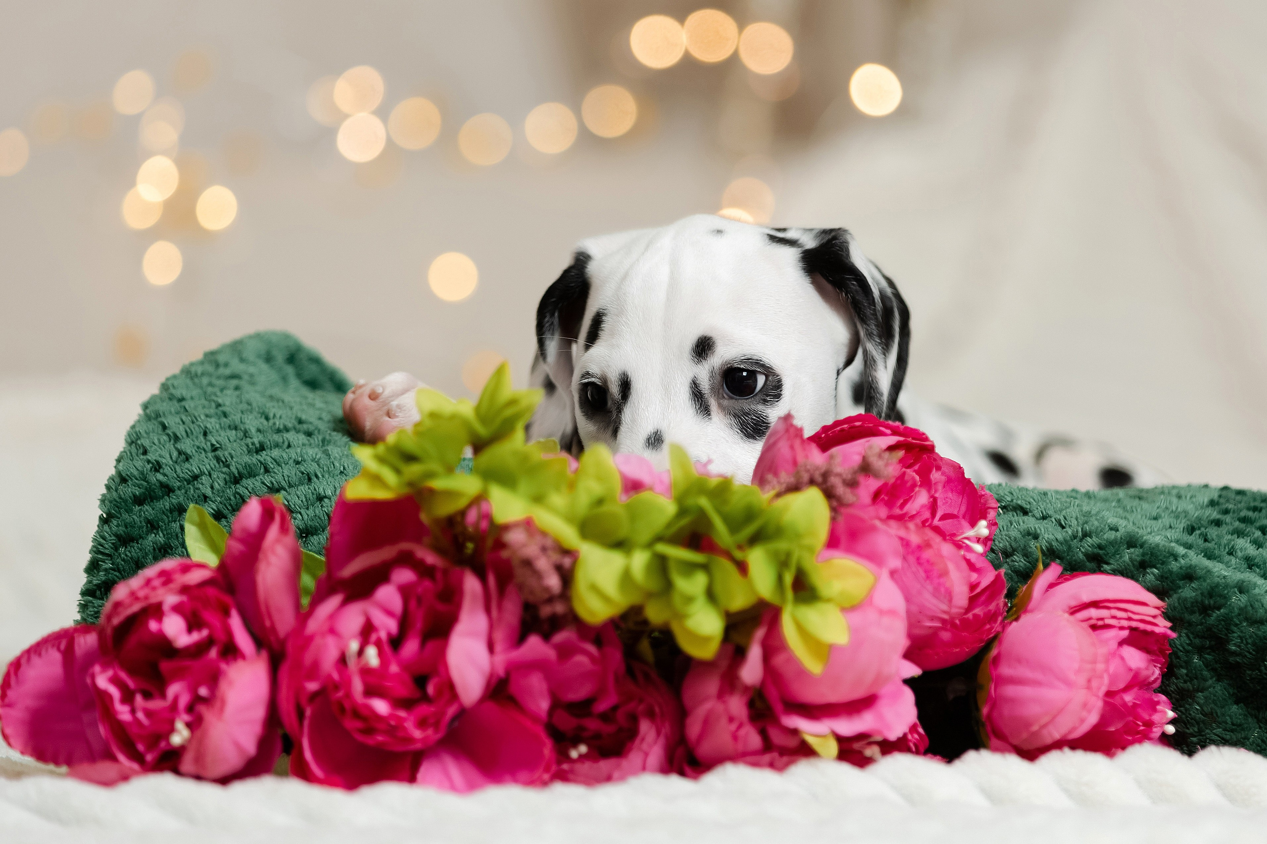 Далматины на ручках у девушки. Фотограф-анималист в Краснодаре Маша Мельникова