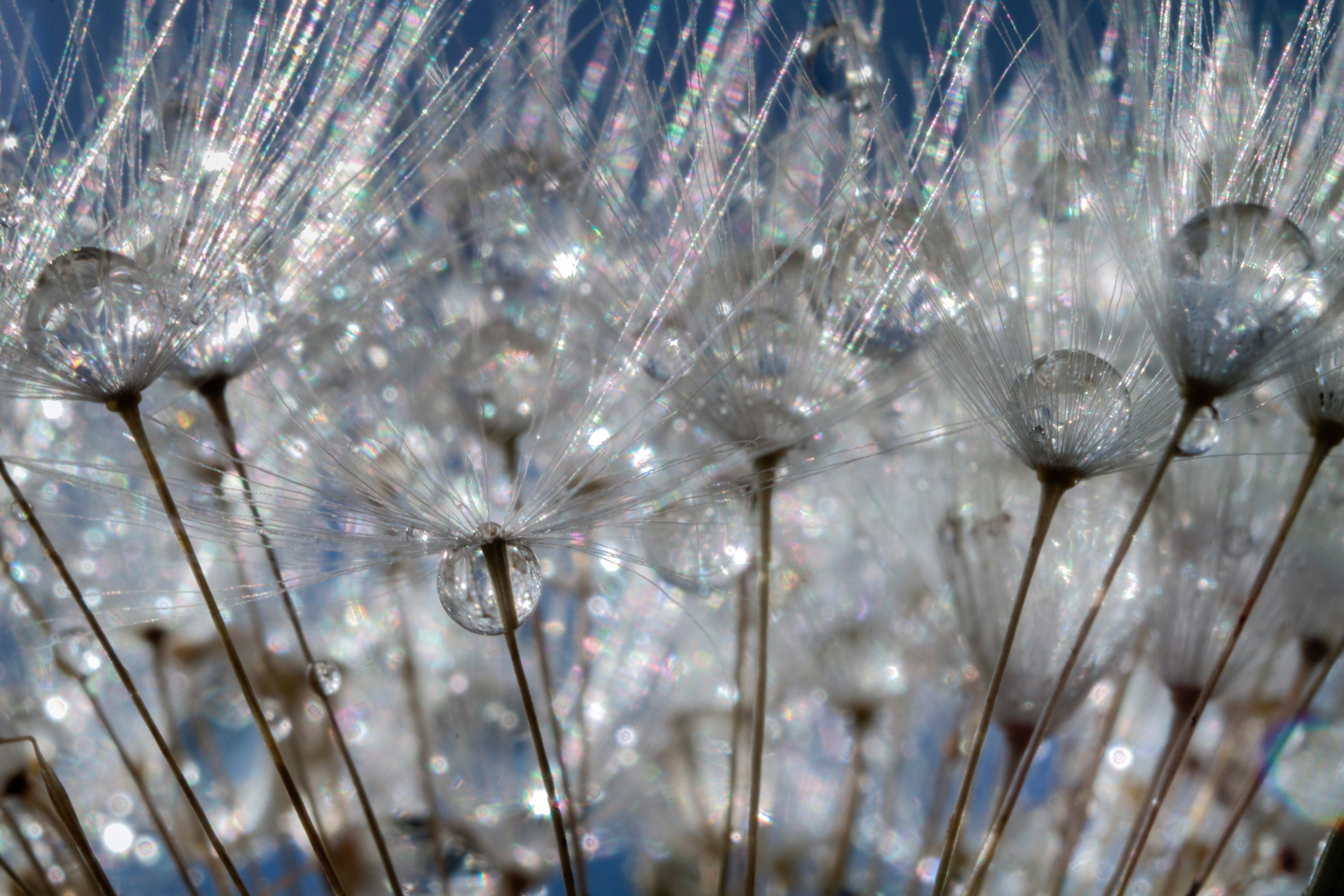 Макро. Фотограф Лагутин Анатолий