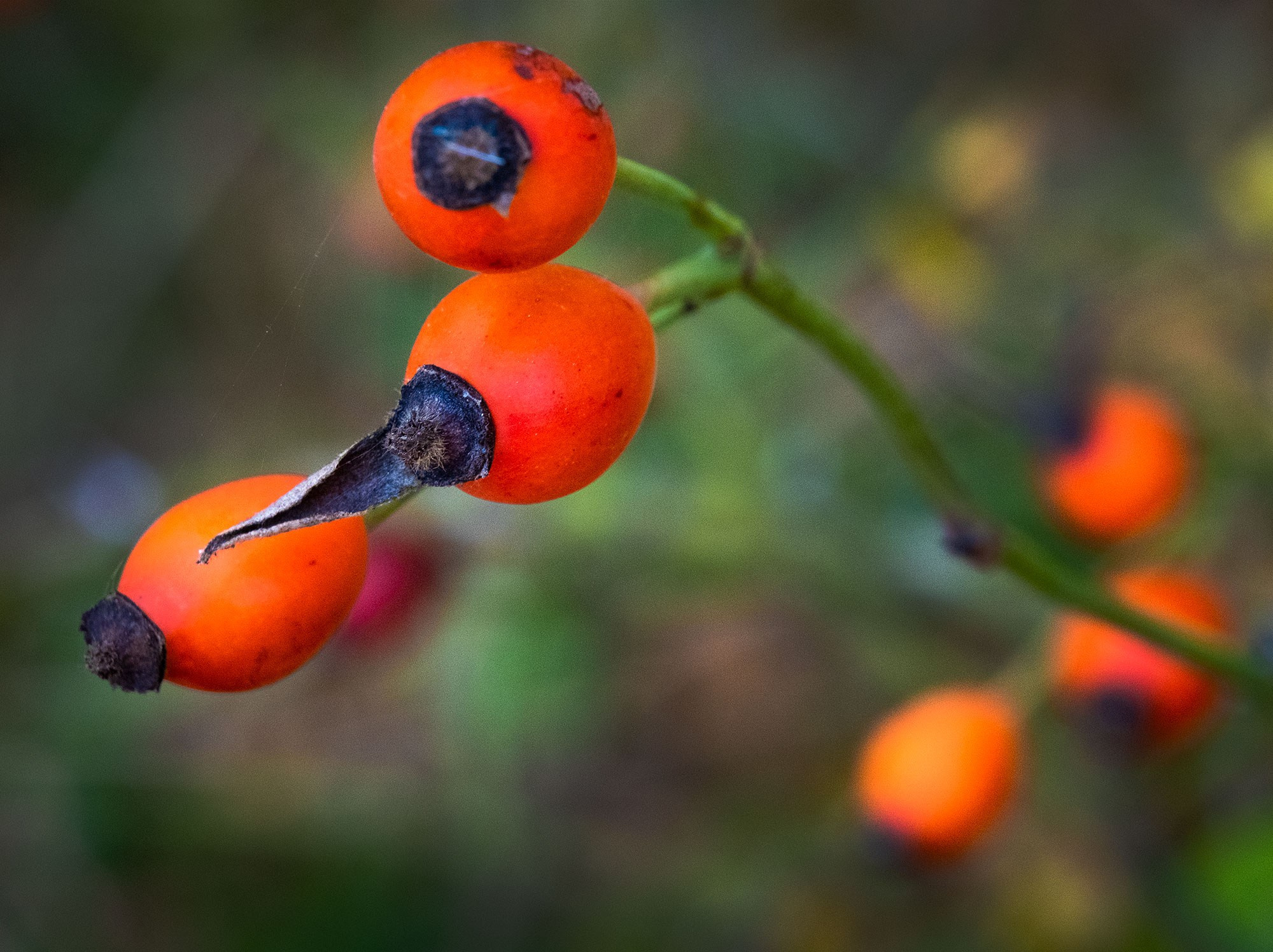 Свадебный фотограф в Геленджике