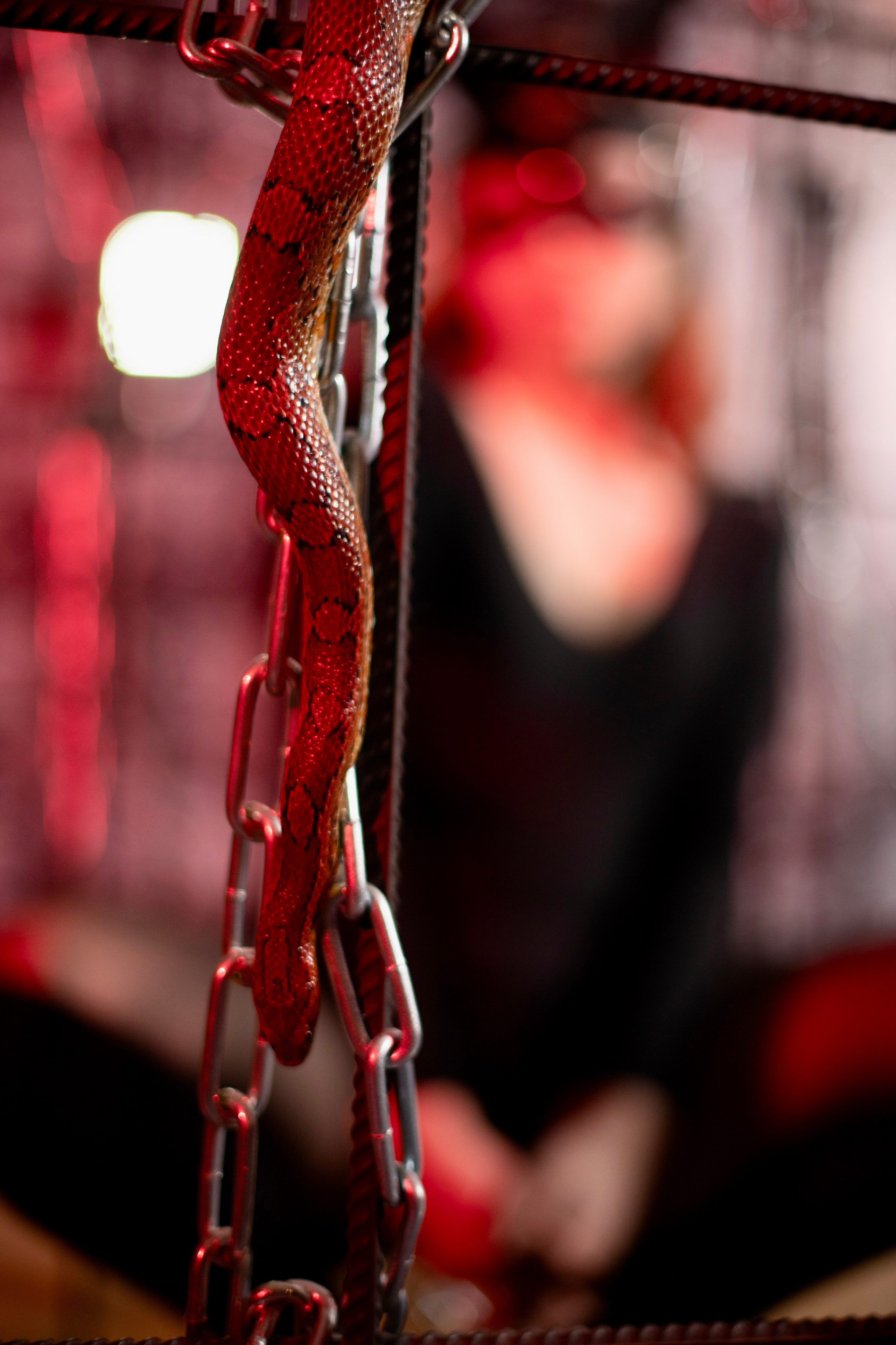 Фотосессия Анастасия. Фотограф Андрей Чеботок (Белгород, Курск, Воронеж, Старый Оскол)