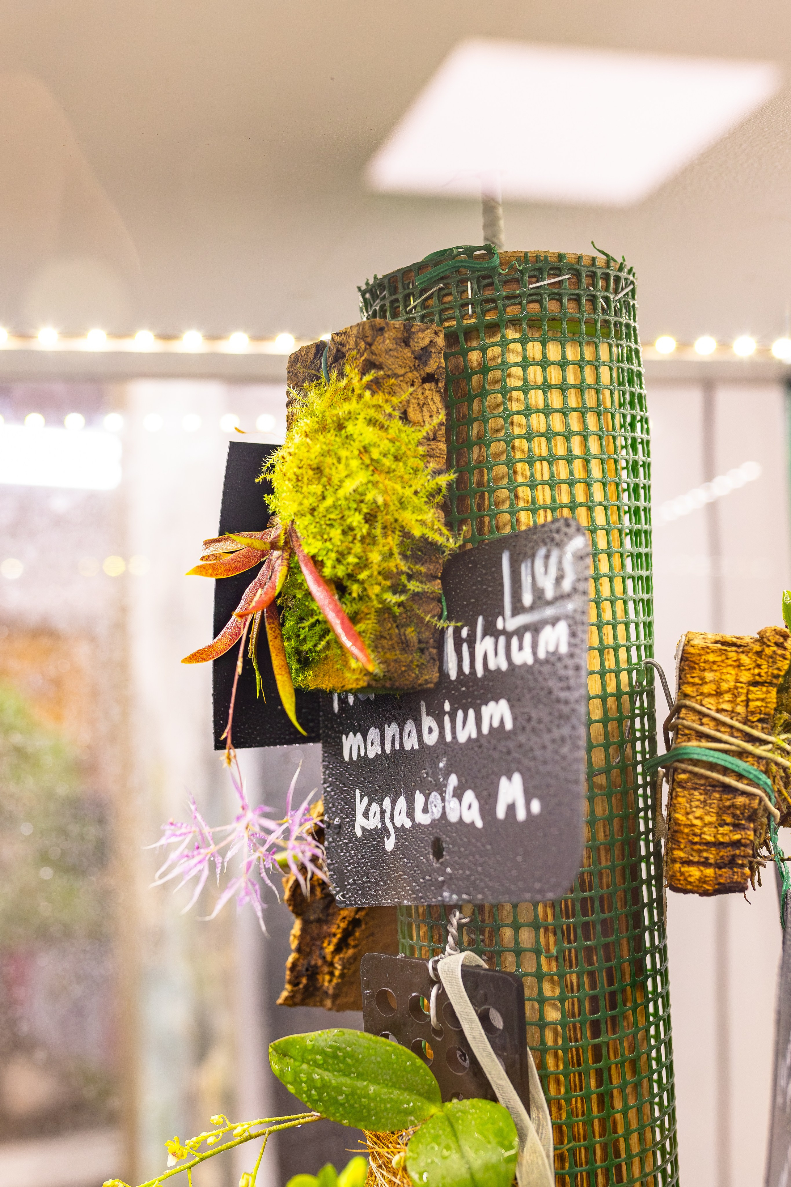 Орхидиум сентябрь 2025. Александра Куликова фотограф, Москва