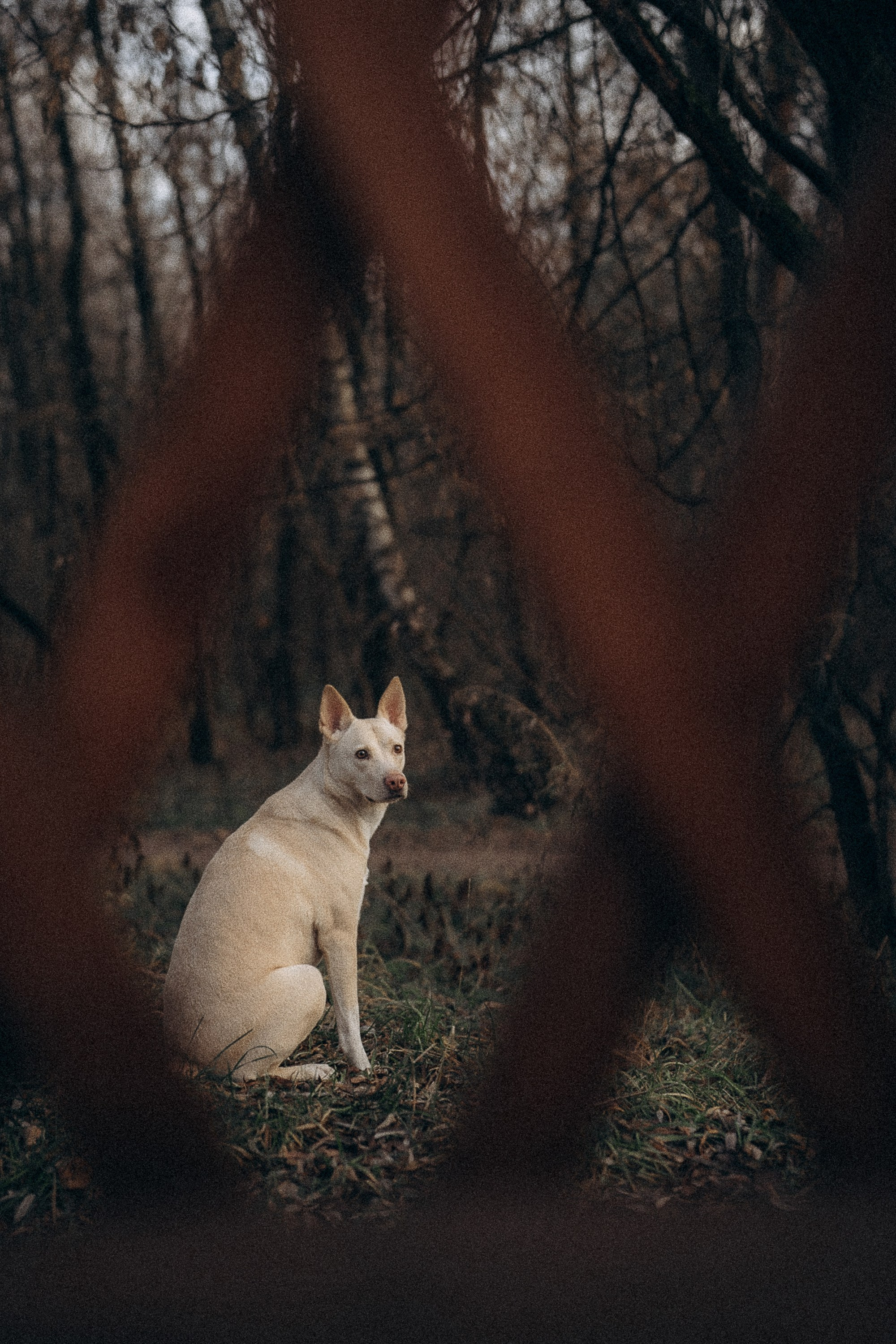 Туся. Фотограф анималист в Москве и Санкт-Петербурге Свиридова Анна