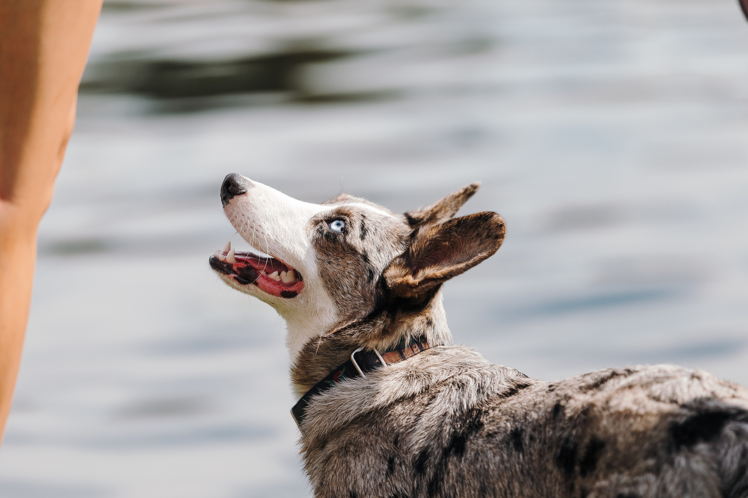Petshop Sup day. Фотограф анималист Кристина Карпова, Москва