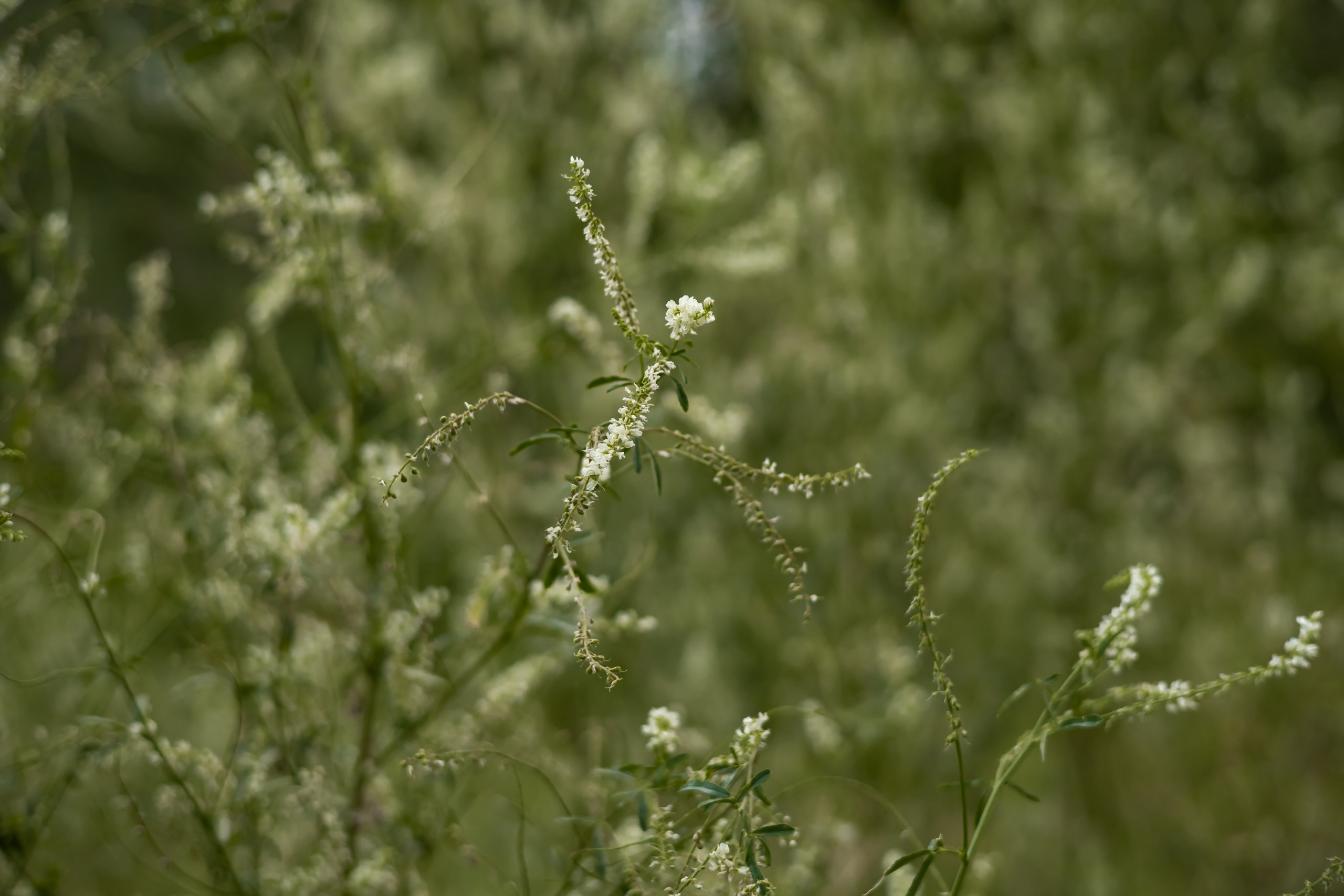 MILYAUSHA. Фотограф Элла Ефимова