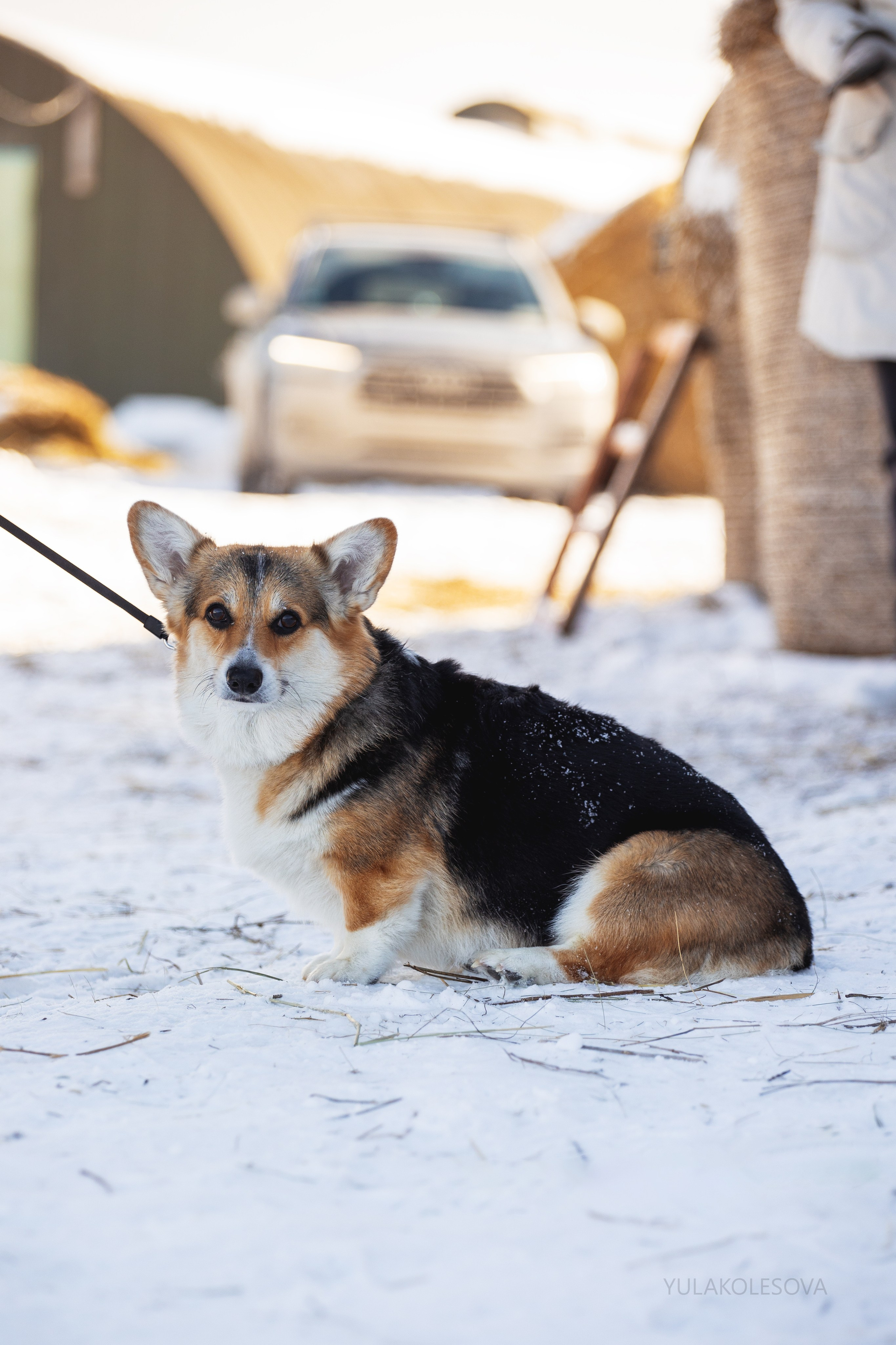 Коргитуса 2.03.2024. YULA KOLESOVA | Фотограф — Анималист | Художник | Тюмень