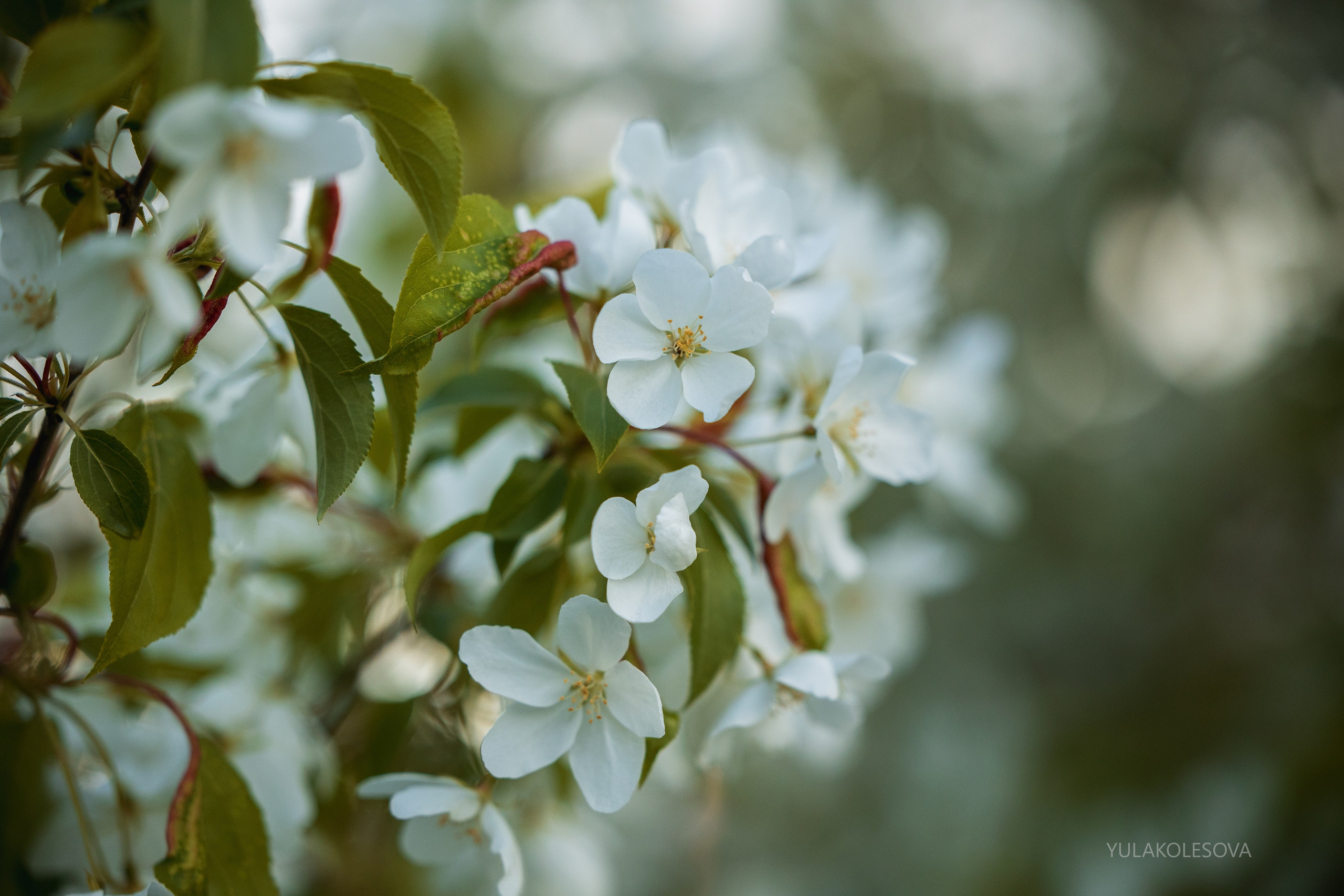 Яблони. YULA KOLESOVA | Фотограф — Анималист | Художник | Тюмень
